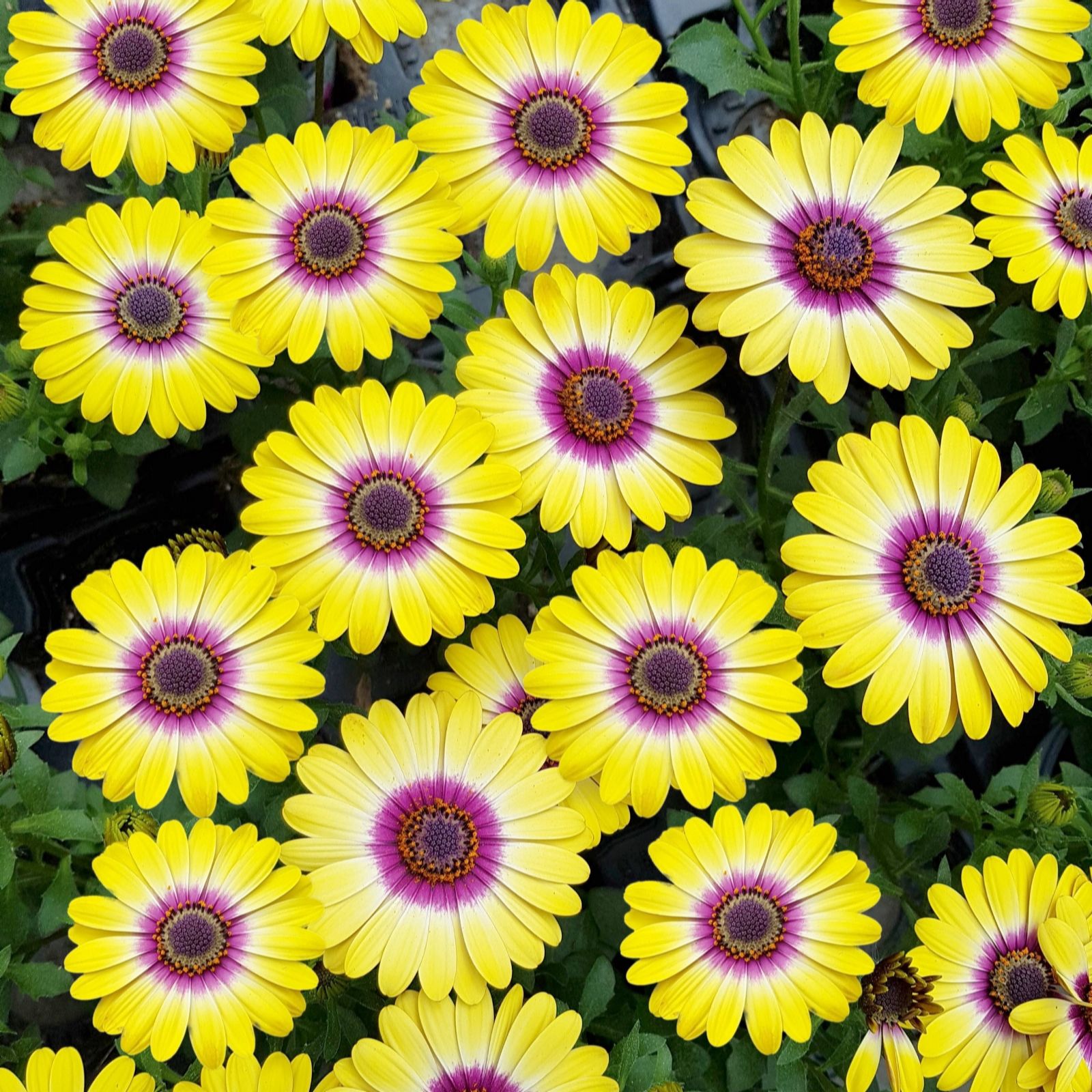 Richard Jackson Cape Daisy Tropic Sun 5 x 6cm Garden Ready Plants
