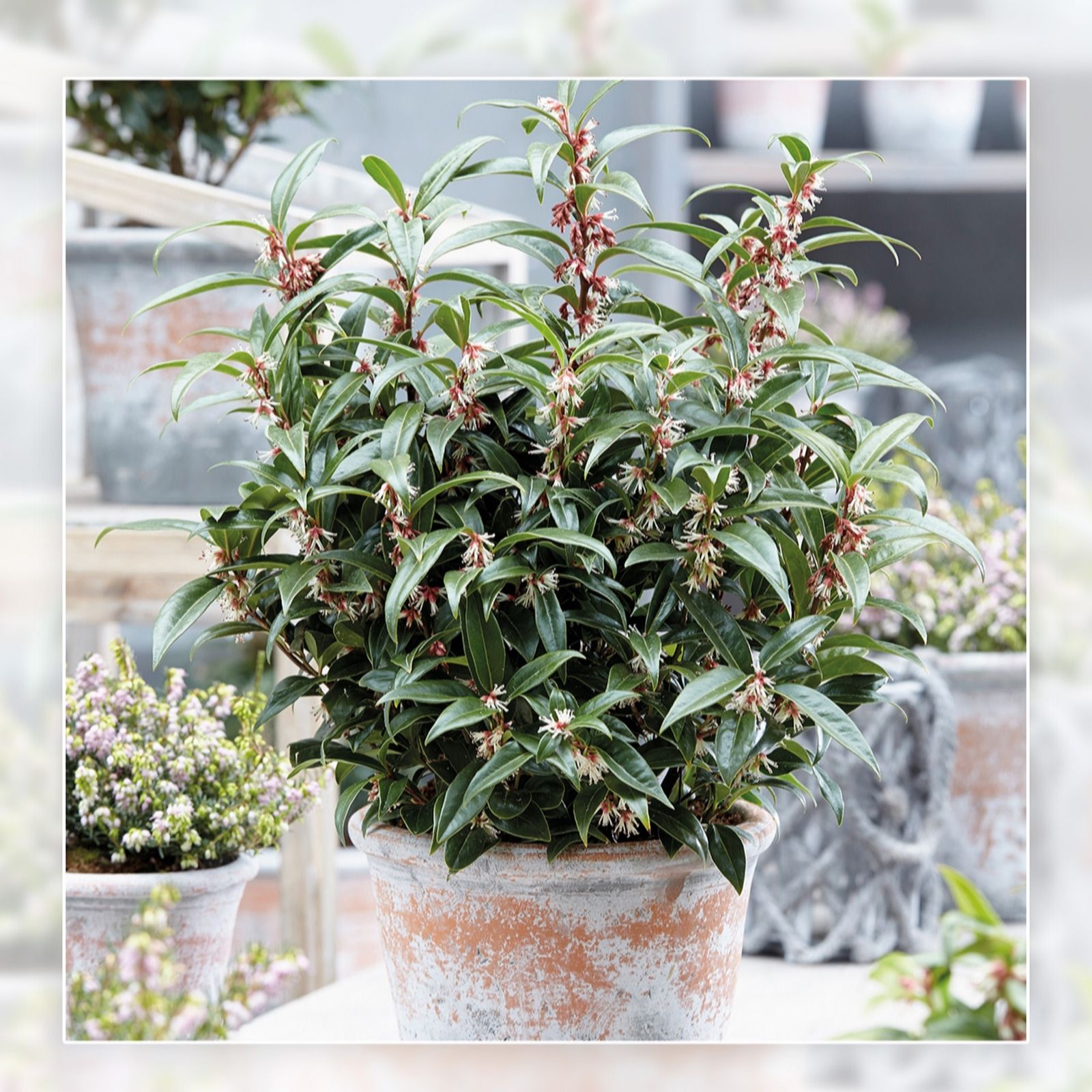 Richard Jackson Sarcococca Winter Gem 2L Pot