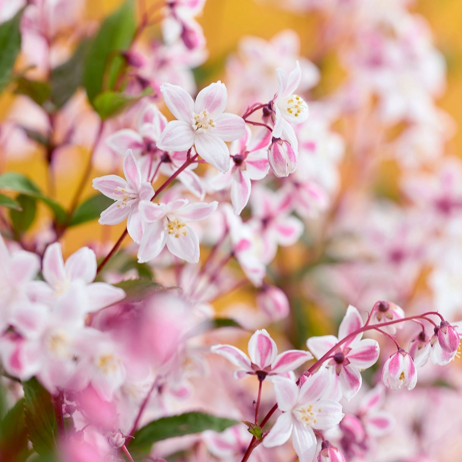 Plants2Gardens Deutzia Tokyo Delight 4.5ltr