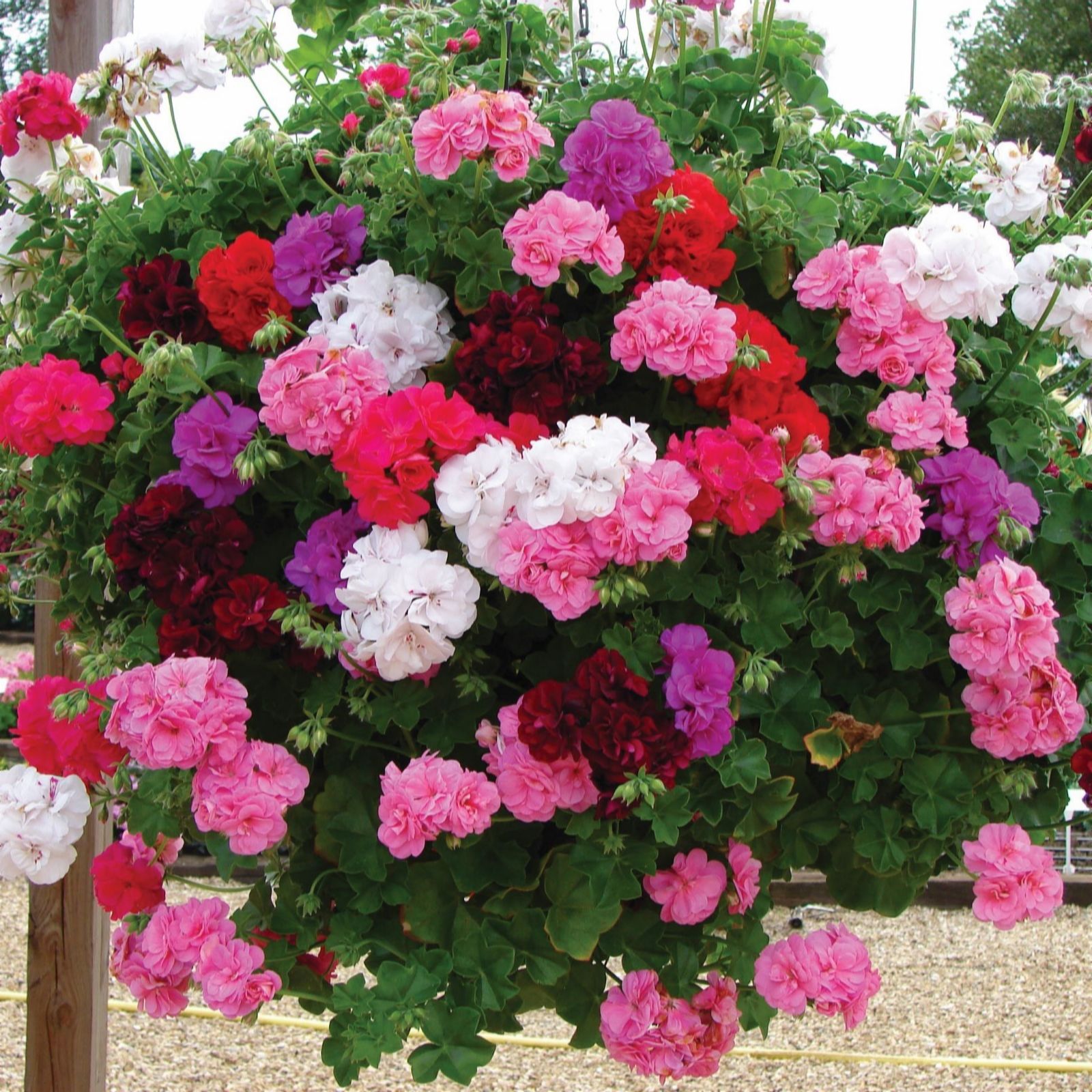 Thompson & Morgan Geranium Trailing Rosebud Collection Garden-Ready x 10