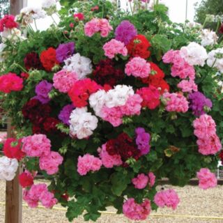 Thompson & Morgan Geranium Trailing Rosebud Collection Garden-Ready x 10