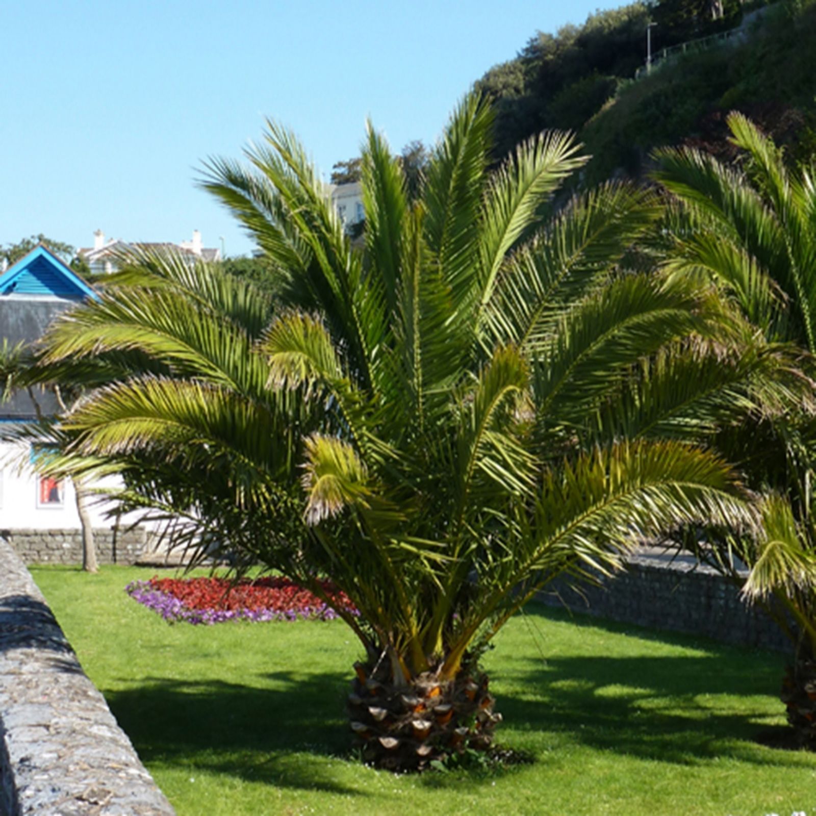 YouGarden Pair of Pheonix Palms in 14cm pots