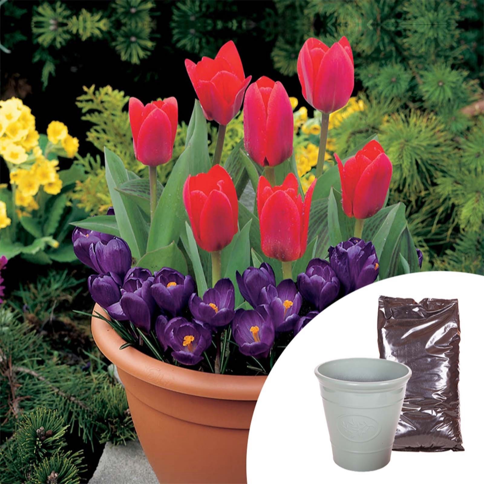 YouGarden Autumn Bulb & Planter Deal 3