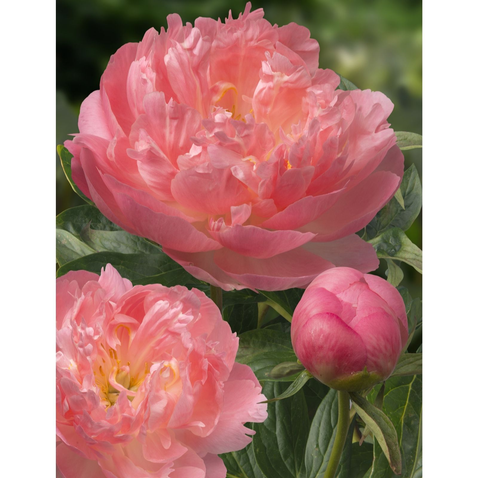 Plants2Gardens 3x Bare Root Double Peony Collection - QVC UK