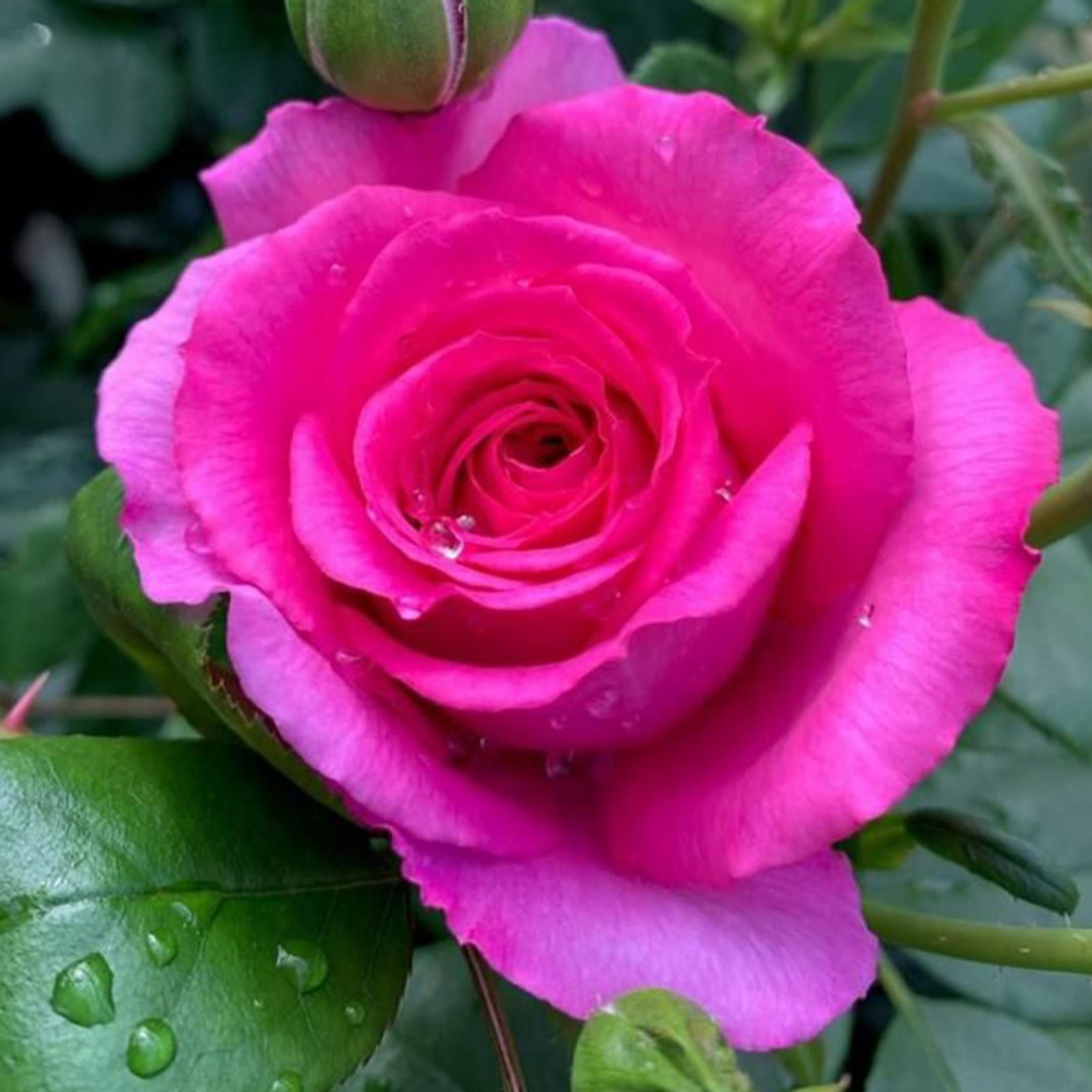 Harkness Roses Rose Claire Marshall Bare Root x 1 - QVC UK