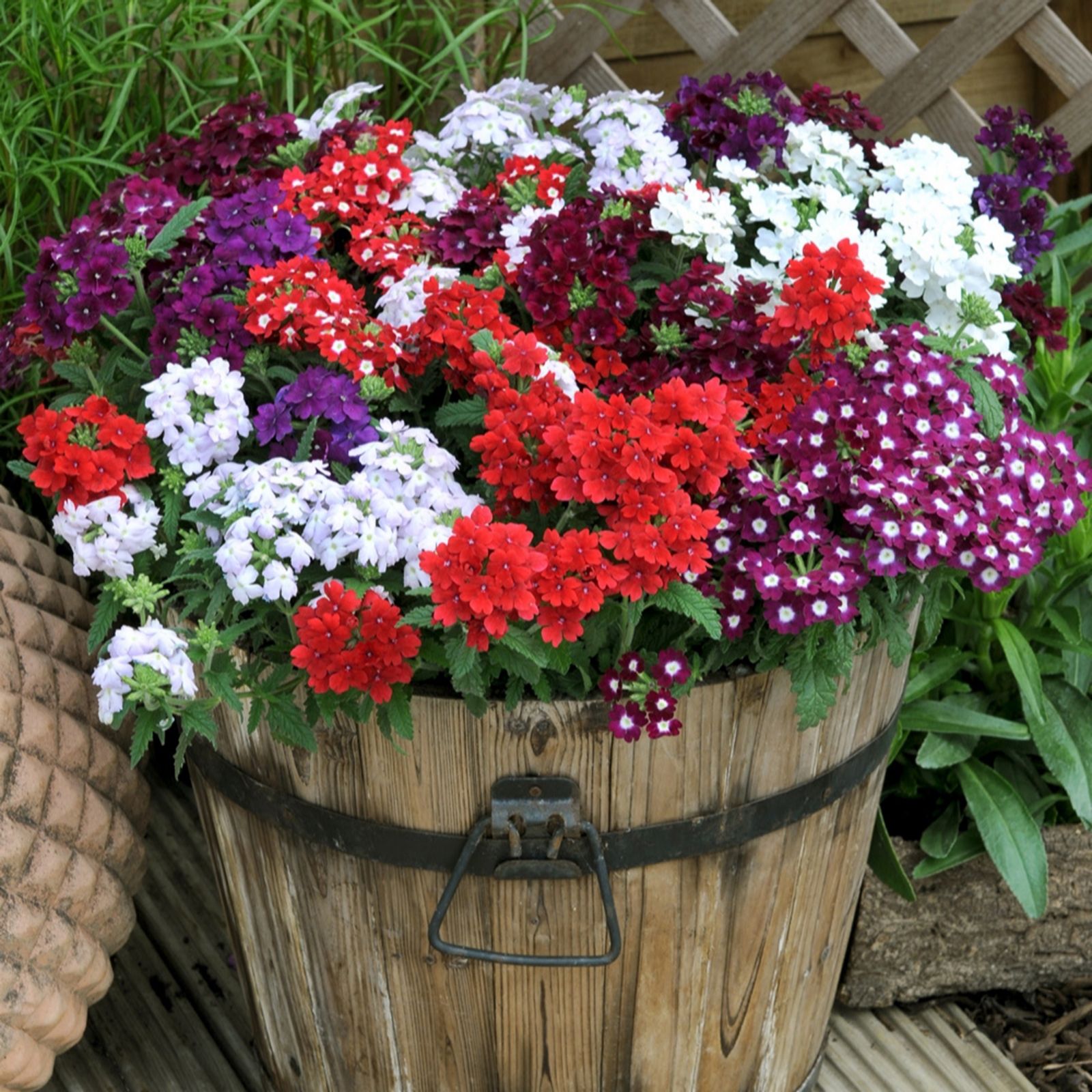 You Garden Verbena 'Quartz' Mix Garden Ready Plants x20