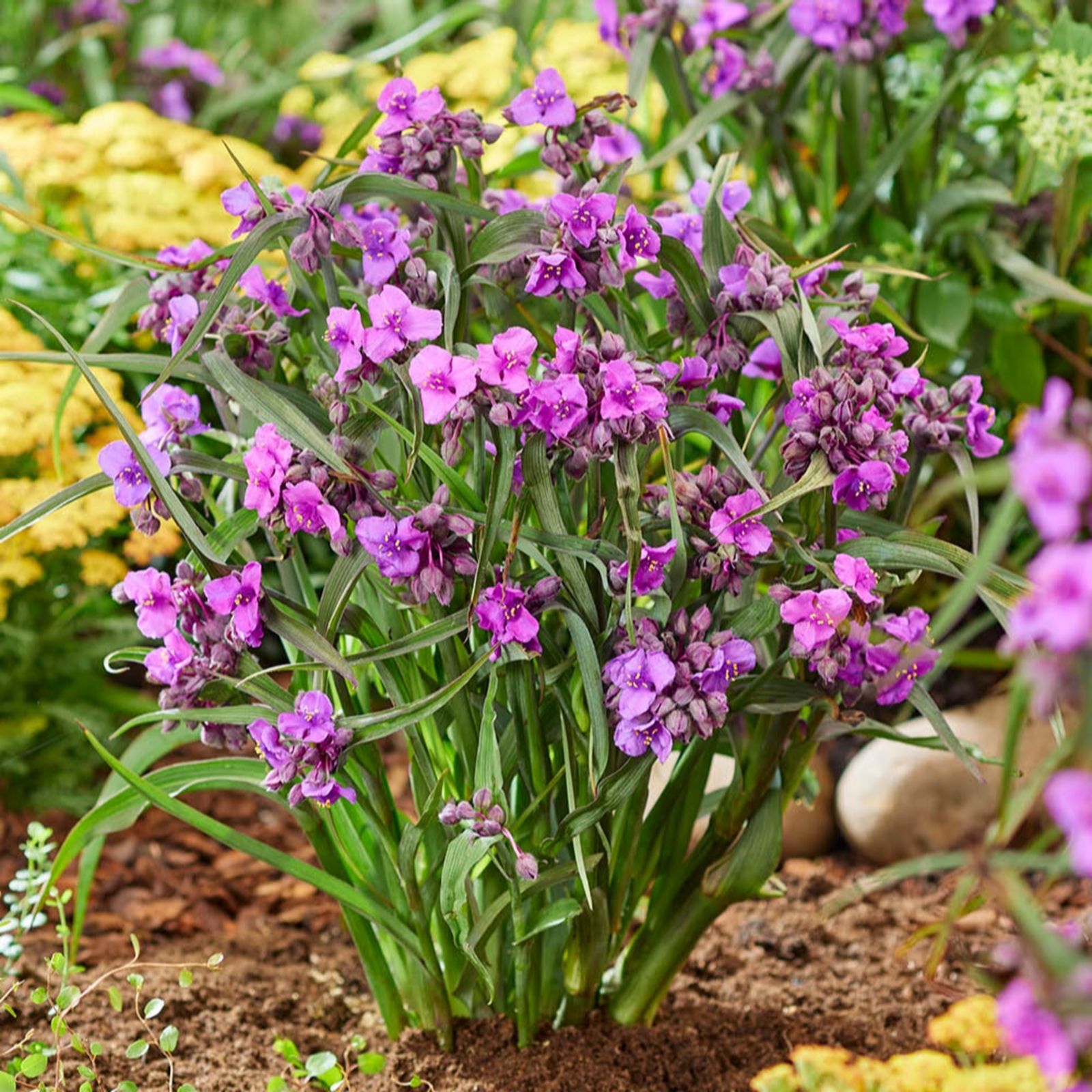 You Garden Tradescantia 'Brainstorm' in 9cm pots x3
