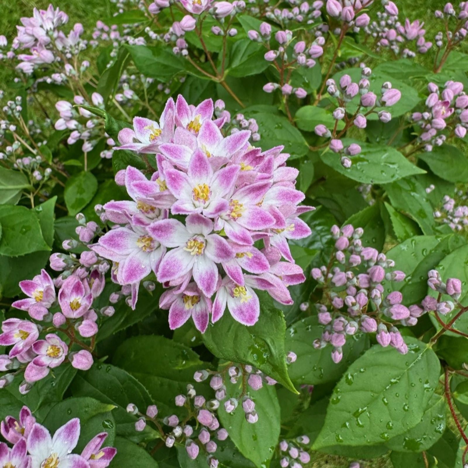 Thompson & Morgan Deutzia Million Stars Pink Cloud 3 Litre Pot