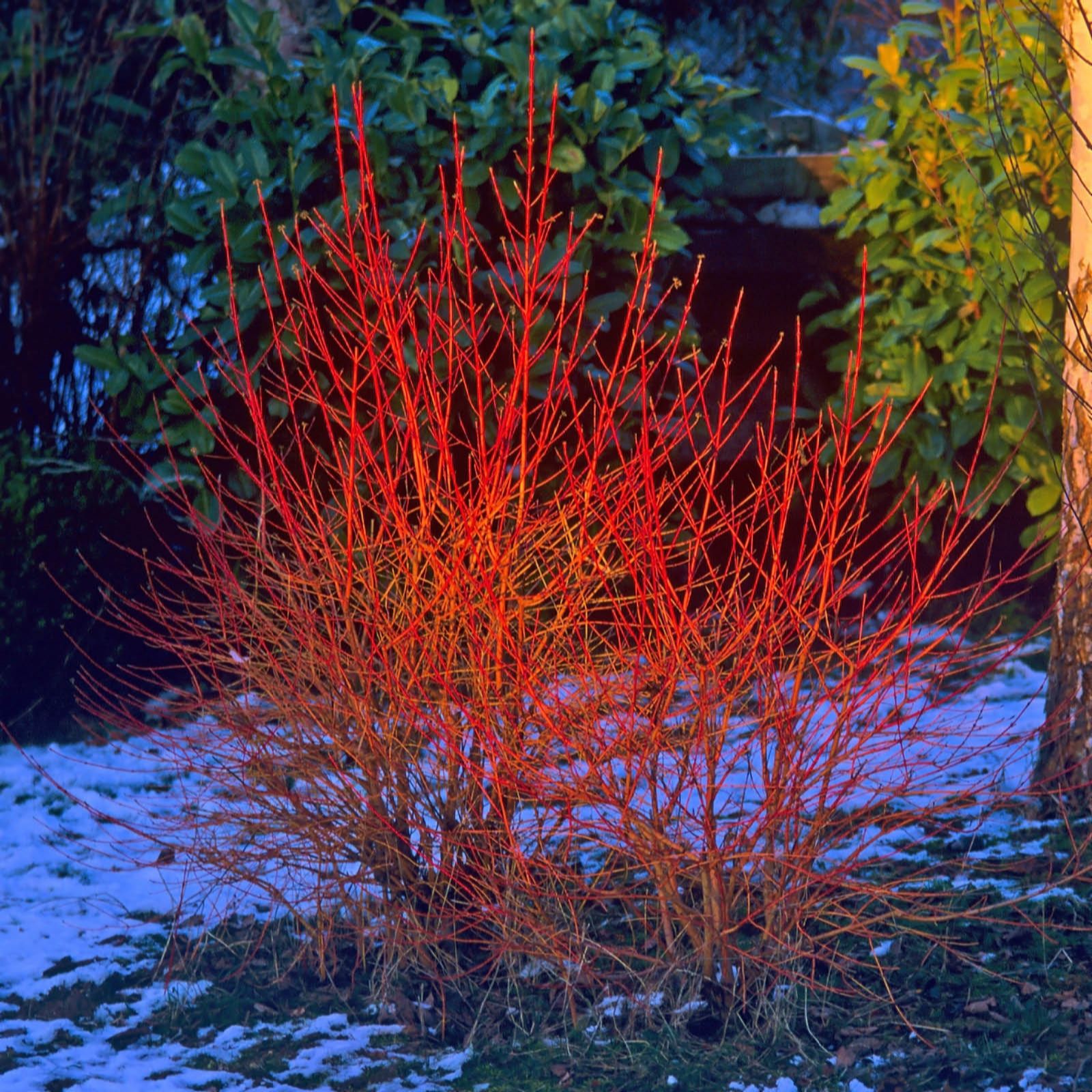 YouGarden Cornus Sanguinea 'Midwinter Fire' in 9cm Pots x3