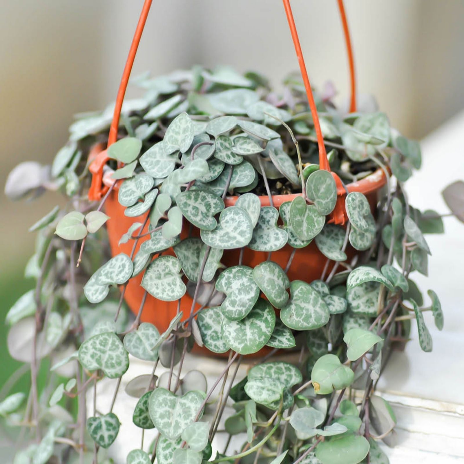 YouGarden String of Hearts 'Ceropegia Woodii' in a 12cm pot