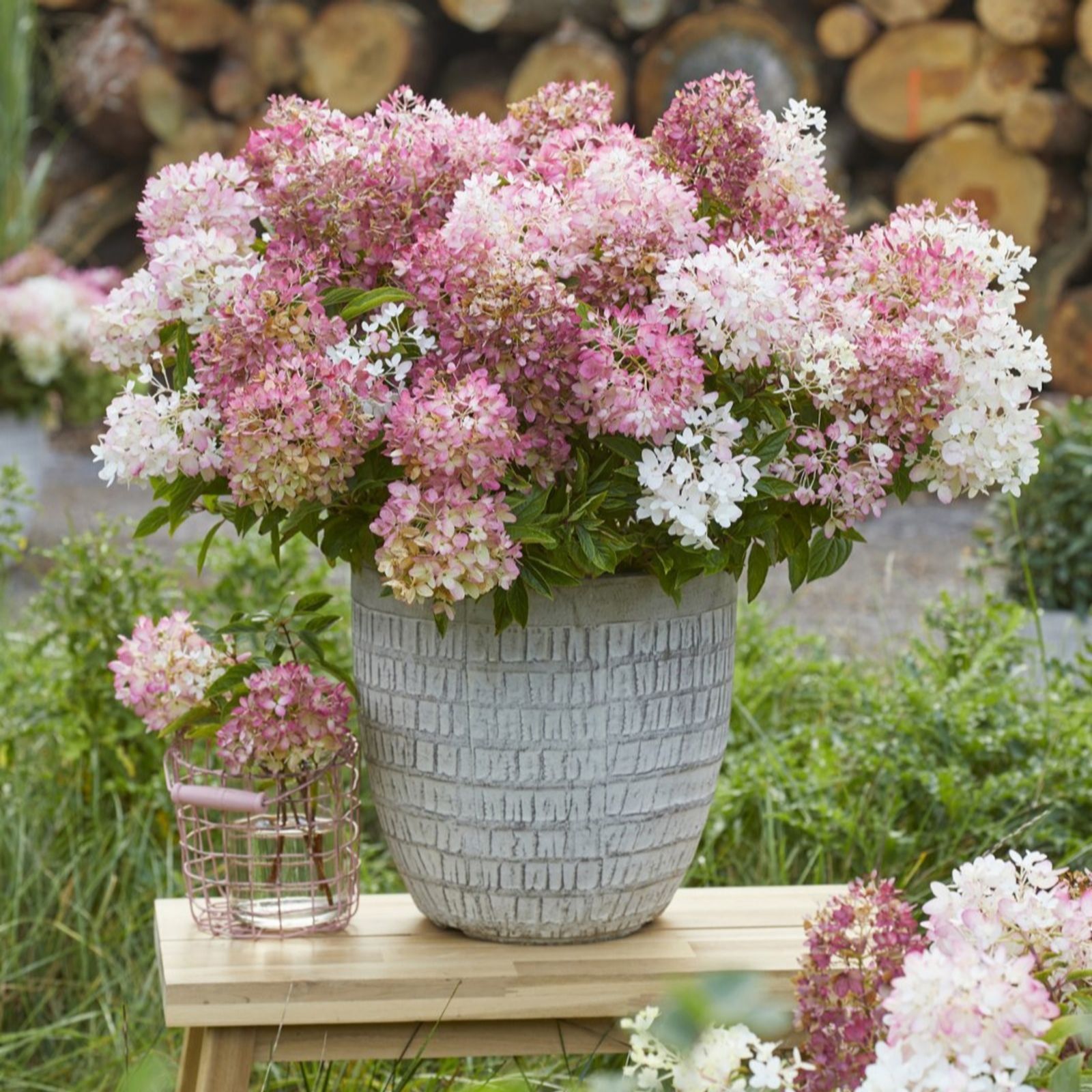 Thompson & Morgan Hydrangea Groundbreaker 14cm Pot x 2