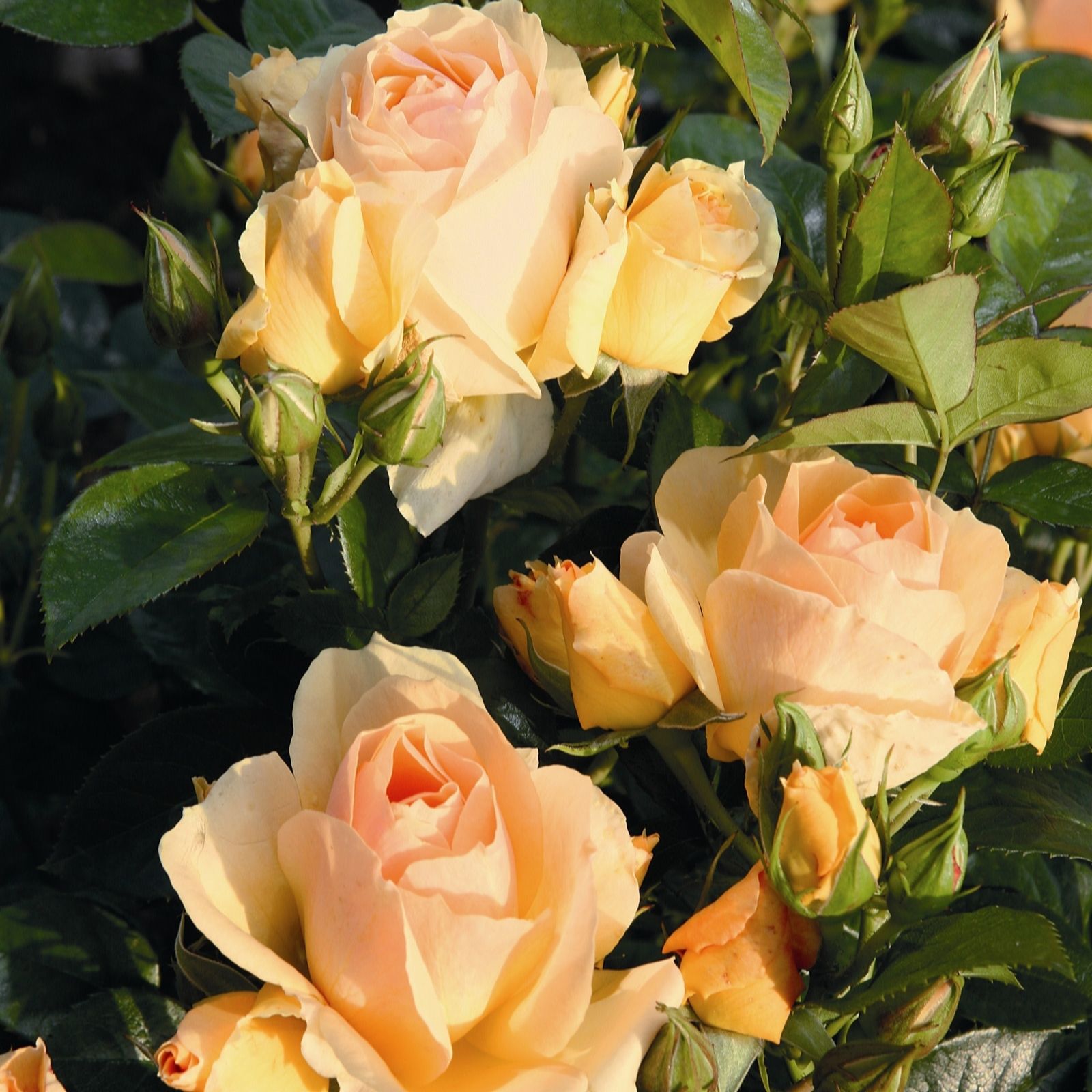 Hayloft Plants Rose Queen Bee x 2