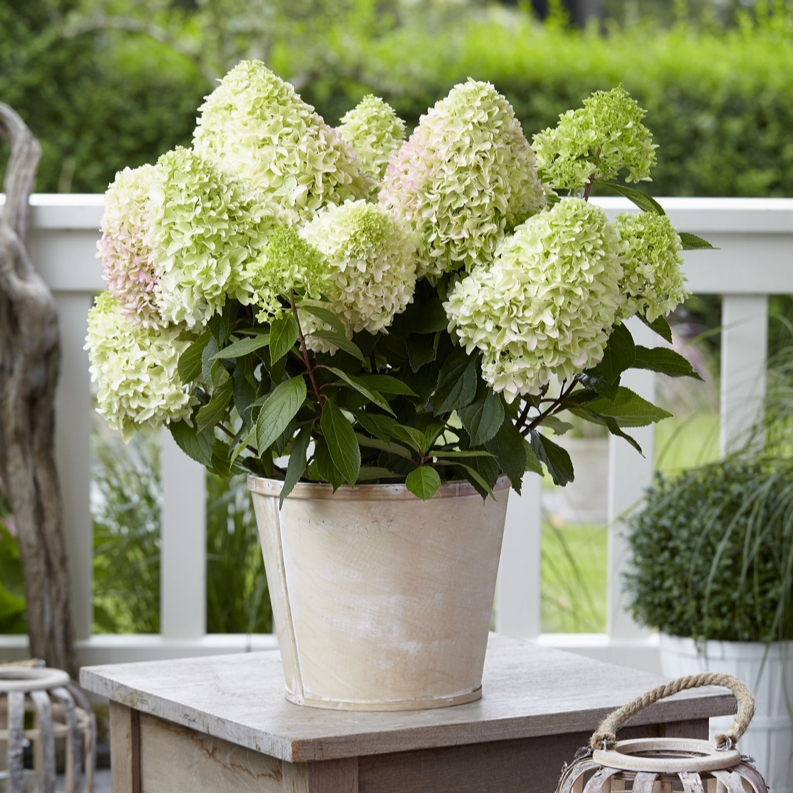 Plants2Gardens Hydrangea Petite Belle in 3 Litre Pot