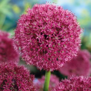 Plants2Gardens Allium Collection
