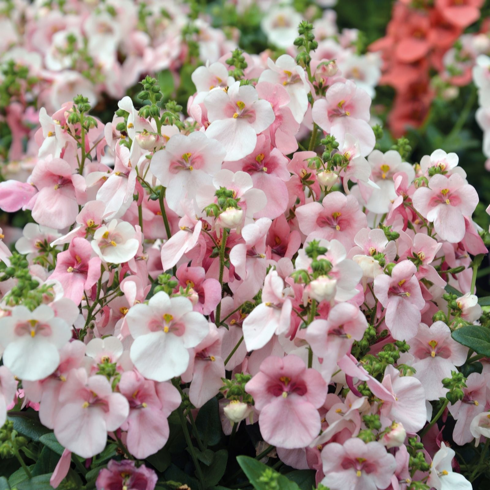 Richard Jackson Diascia Apple Blossom 5x 6cm Garden Ready Plants