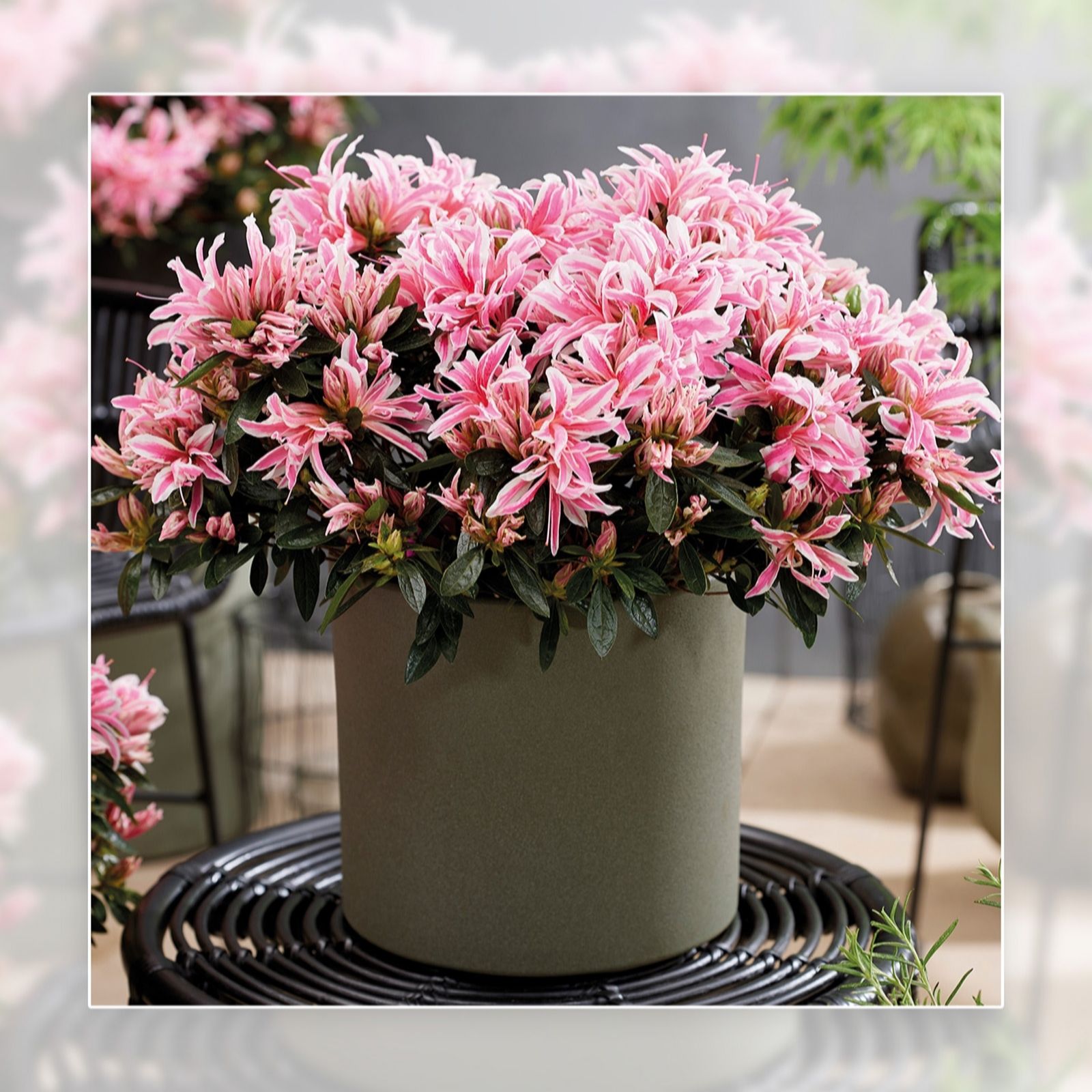 Richard Jackson Azalea Pink Spider in a 2l Pot