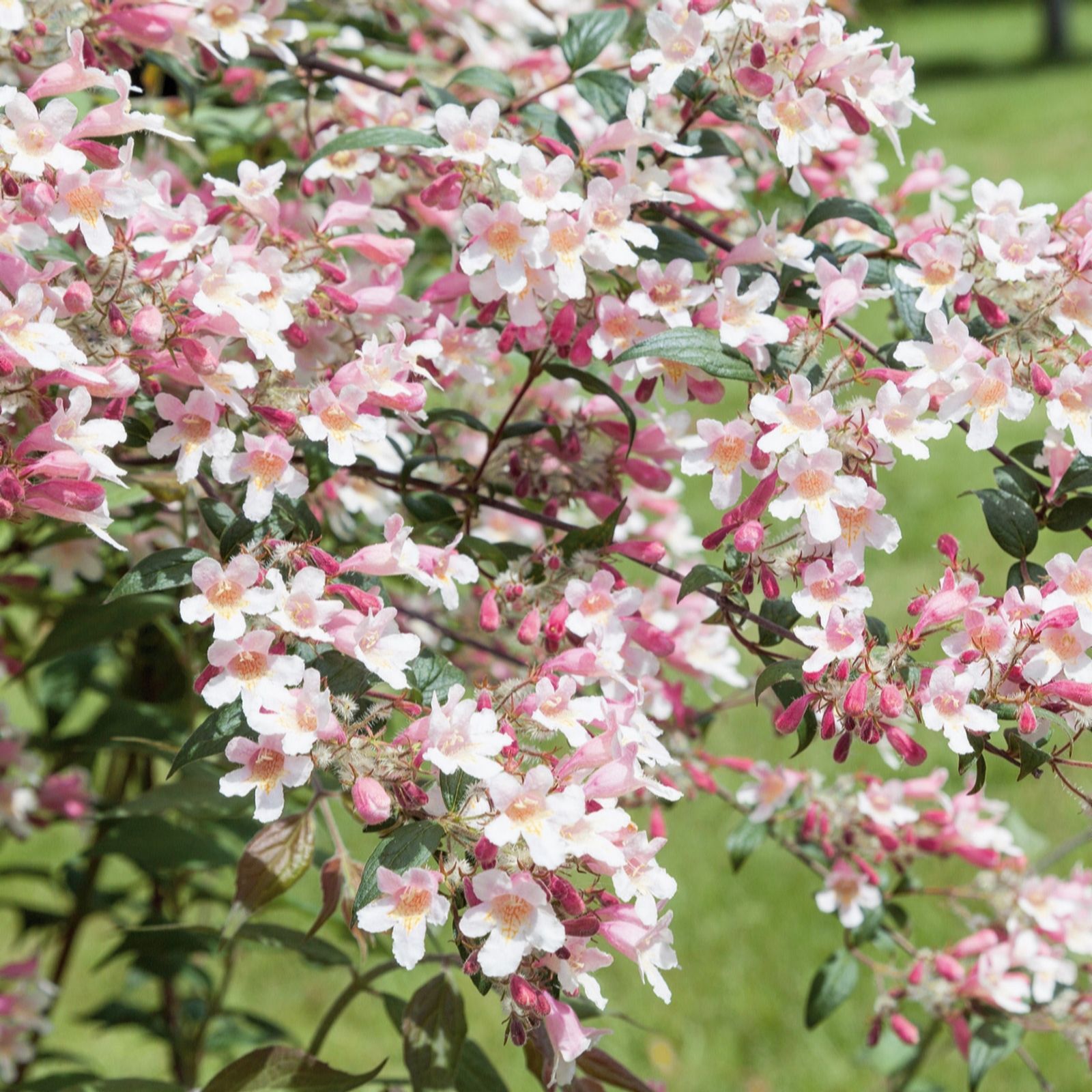 Plants2Gardens Kolkwitzia Amabilis Pink Cloud 4.5ltr