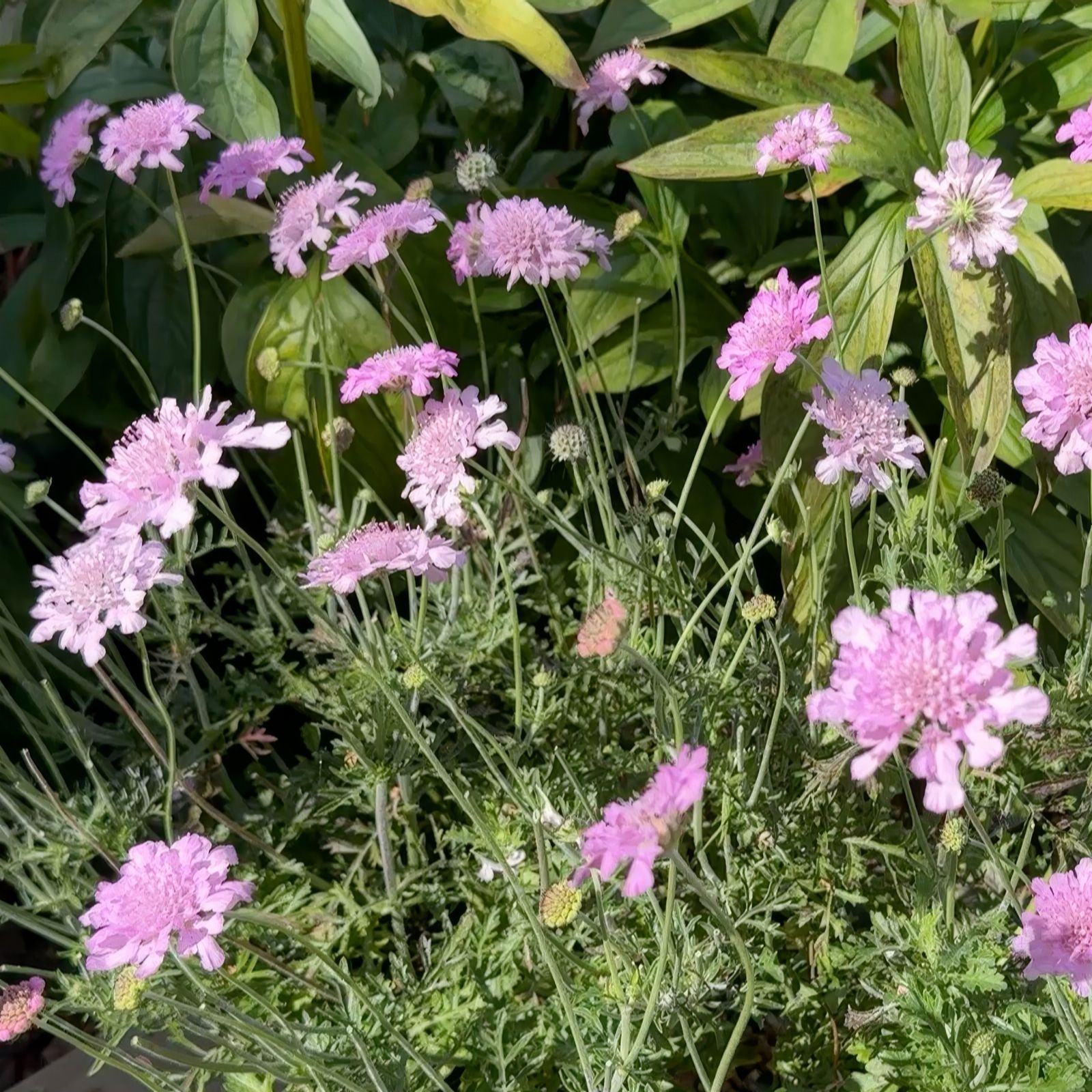 Richard Jackson Scabious Flutter Rose Pink 1x 3 Litre Pot