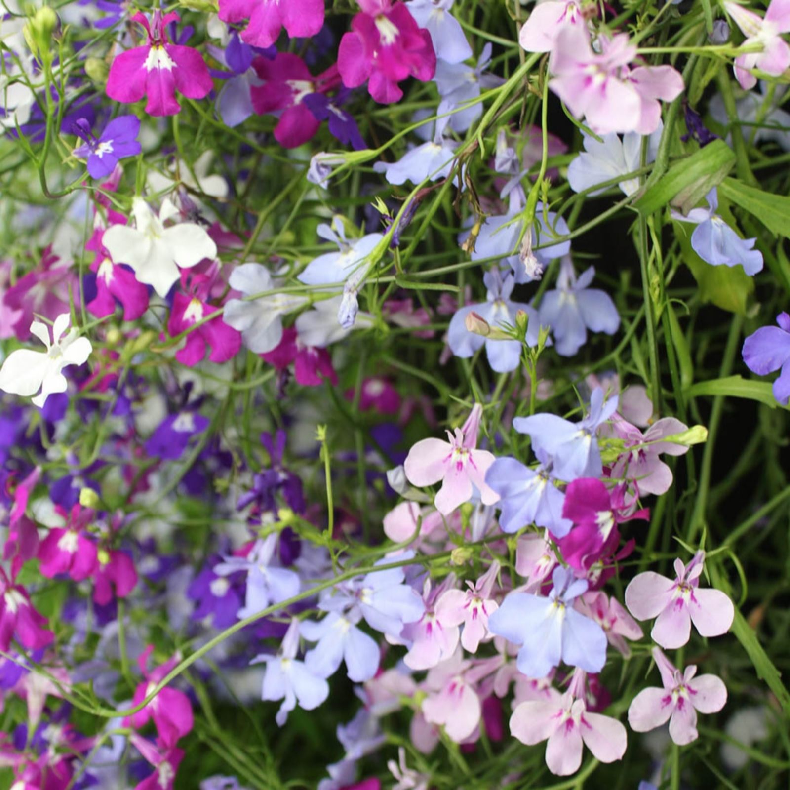 YouGarden Lobelia Trail Away Mix' Garden Ready Plants x20