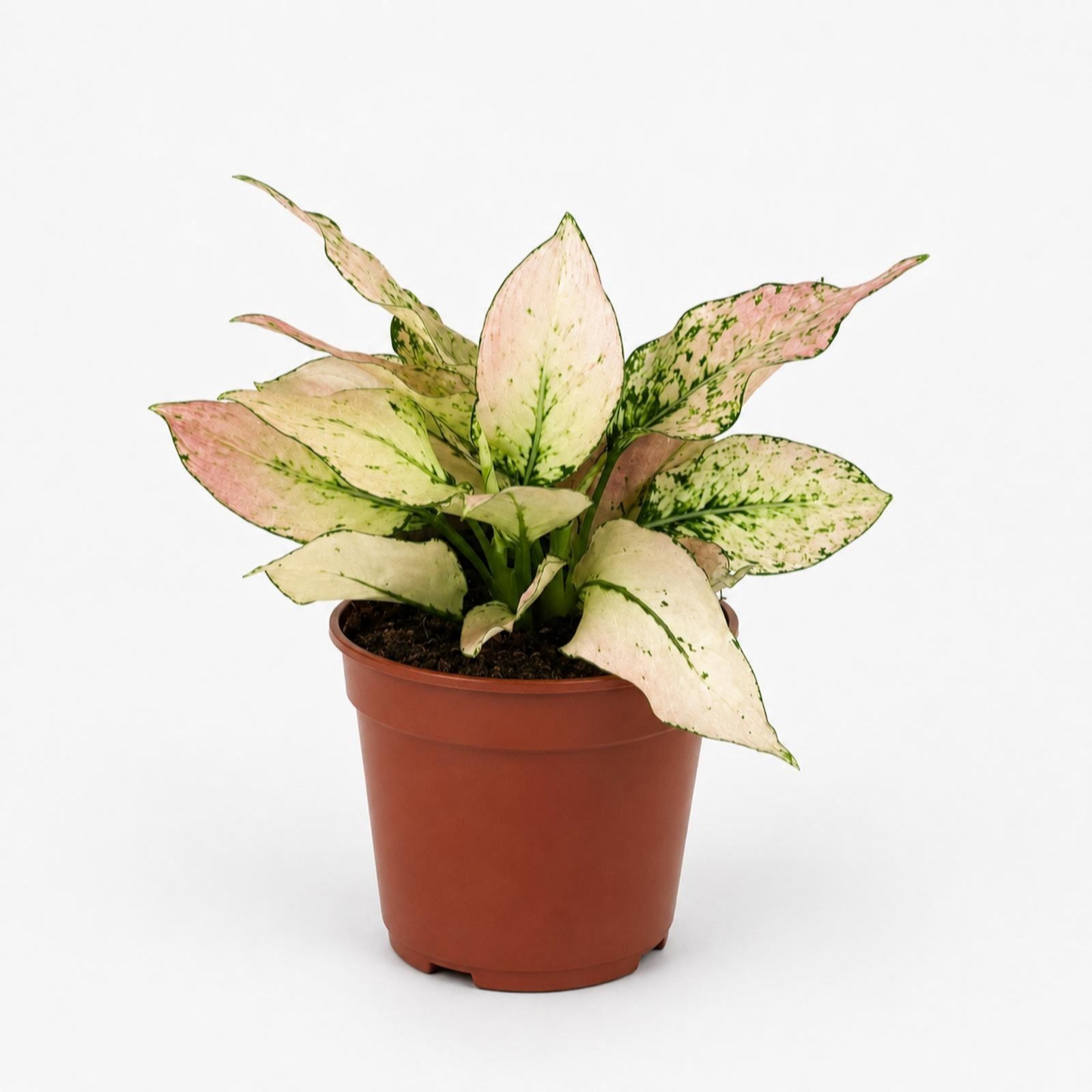 Oh So Floral Aglaonema Rosy 12cm Houseplant