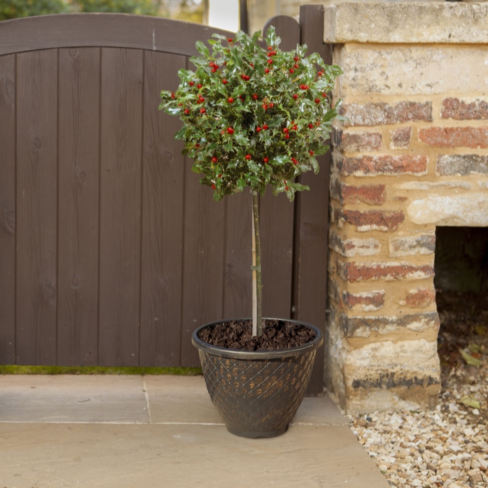 YouGarden Ilex Blue Maid mini standard in a 15cm pot