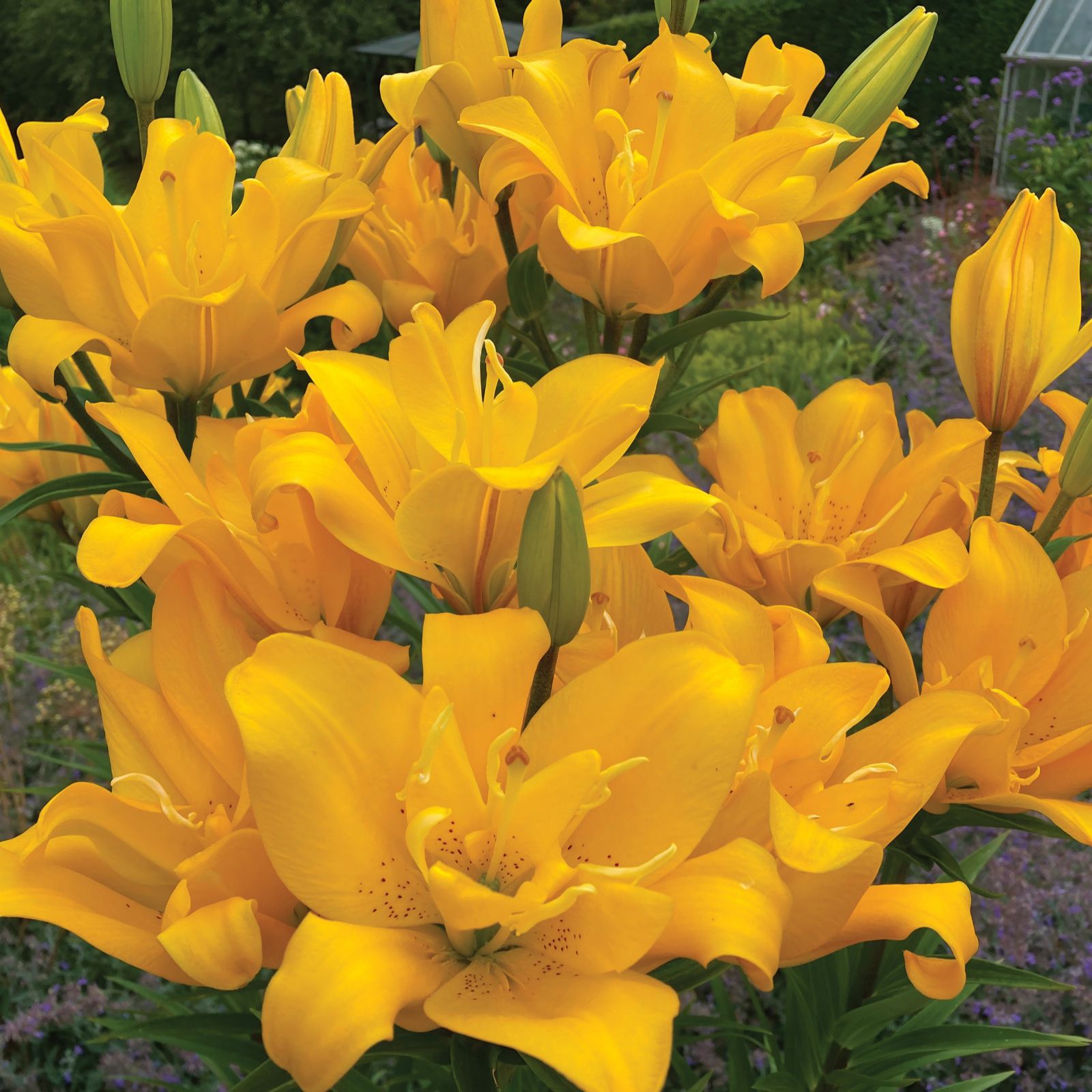 Richard Jackson's 5x Sunshine Lily Bulbs and Liquid Flower Power QVC UK