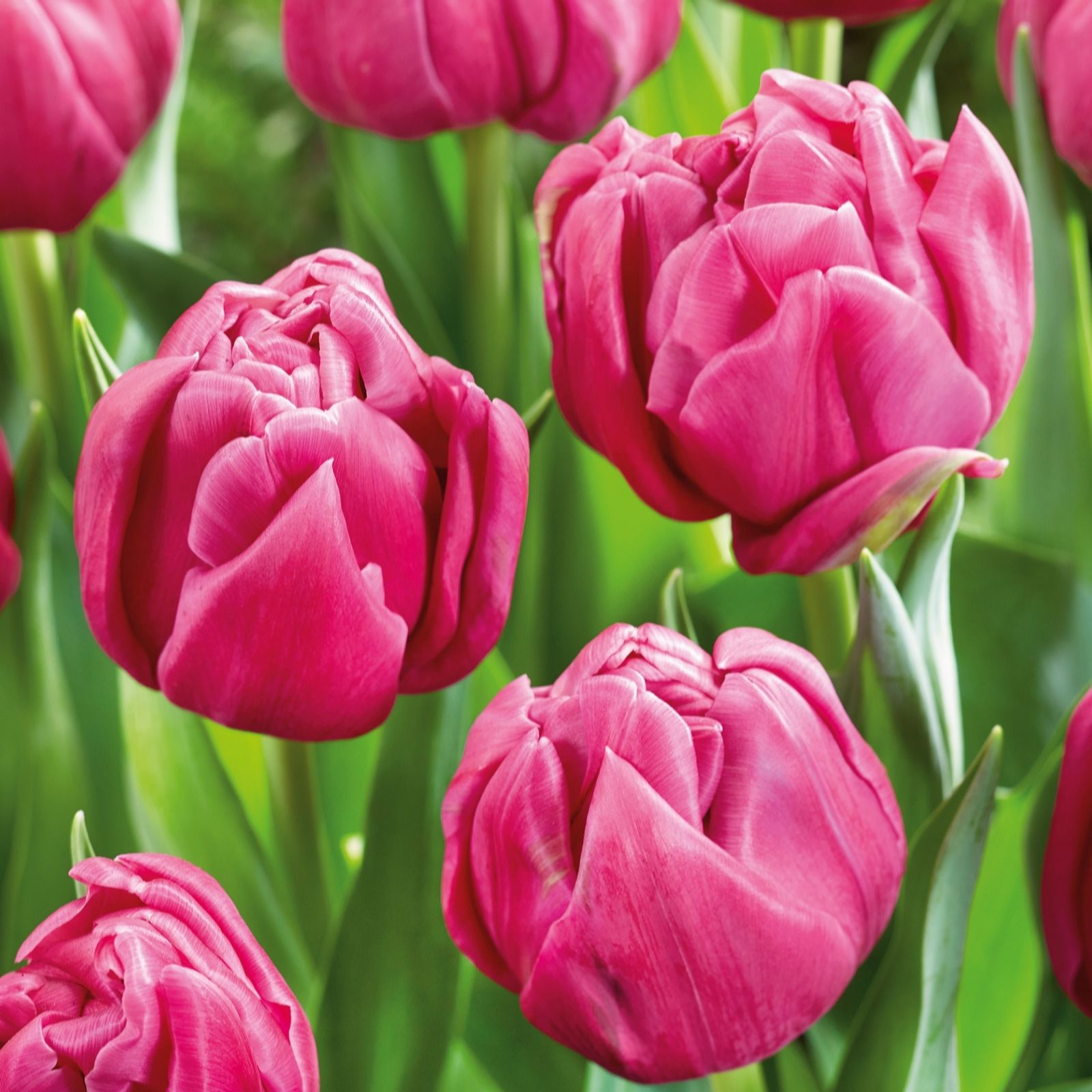 Plants2Gardens Tulip Double You X 20 Bulbs - QVC UK