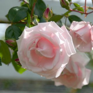 Harkness Rose Climbing New Dawn 3L-4L pot