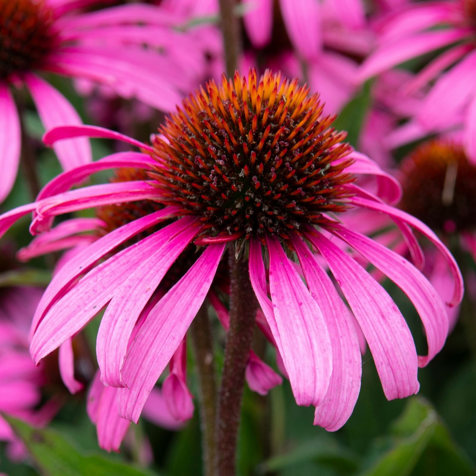 Richard Jackson's Nursery Fresh Echinacea Awake 3 Litre - Qvc Uk