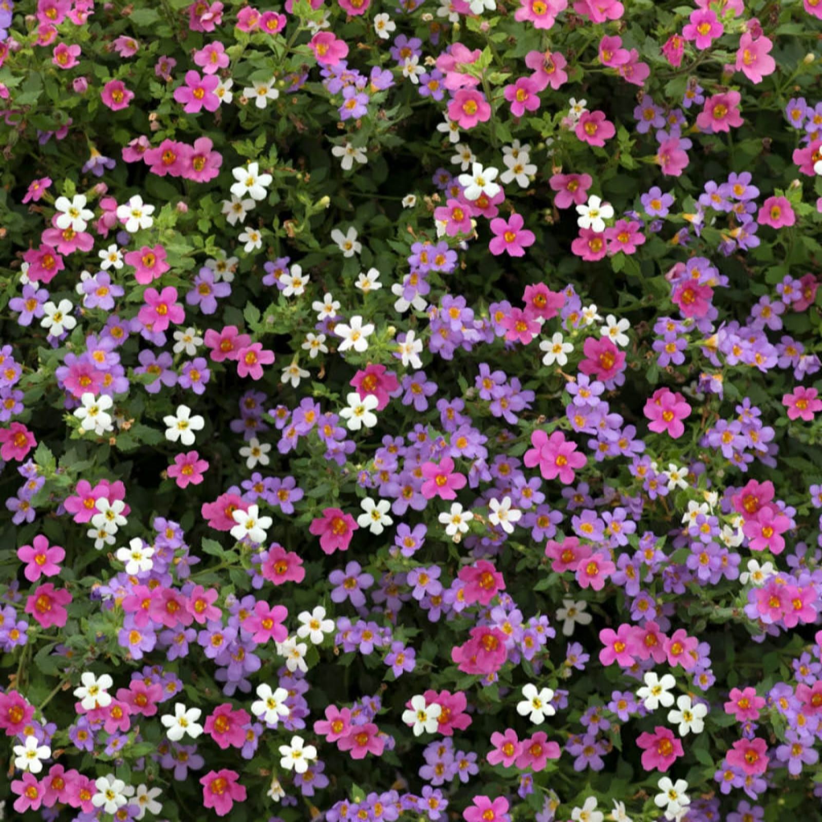 YouGarden Bacopa 'Topia' Mix Garden Ready Plants x20