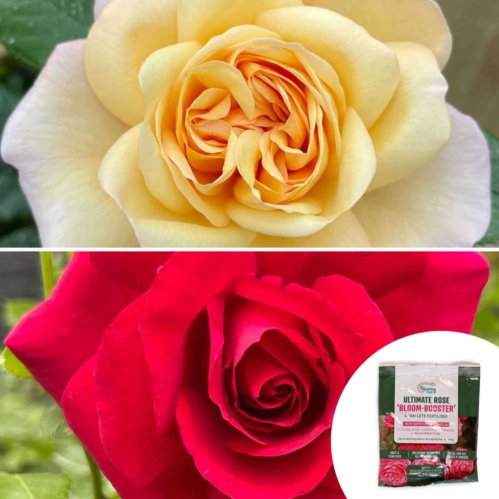 Harkness Roses Set of 2 Roses in 4.5Litre Pots with Rose Fertiliser