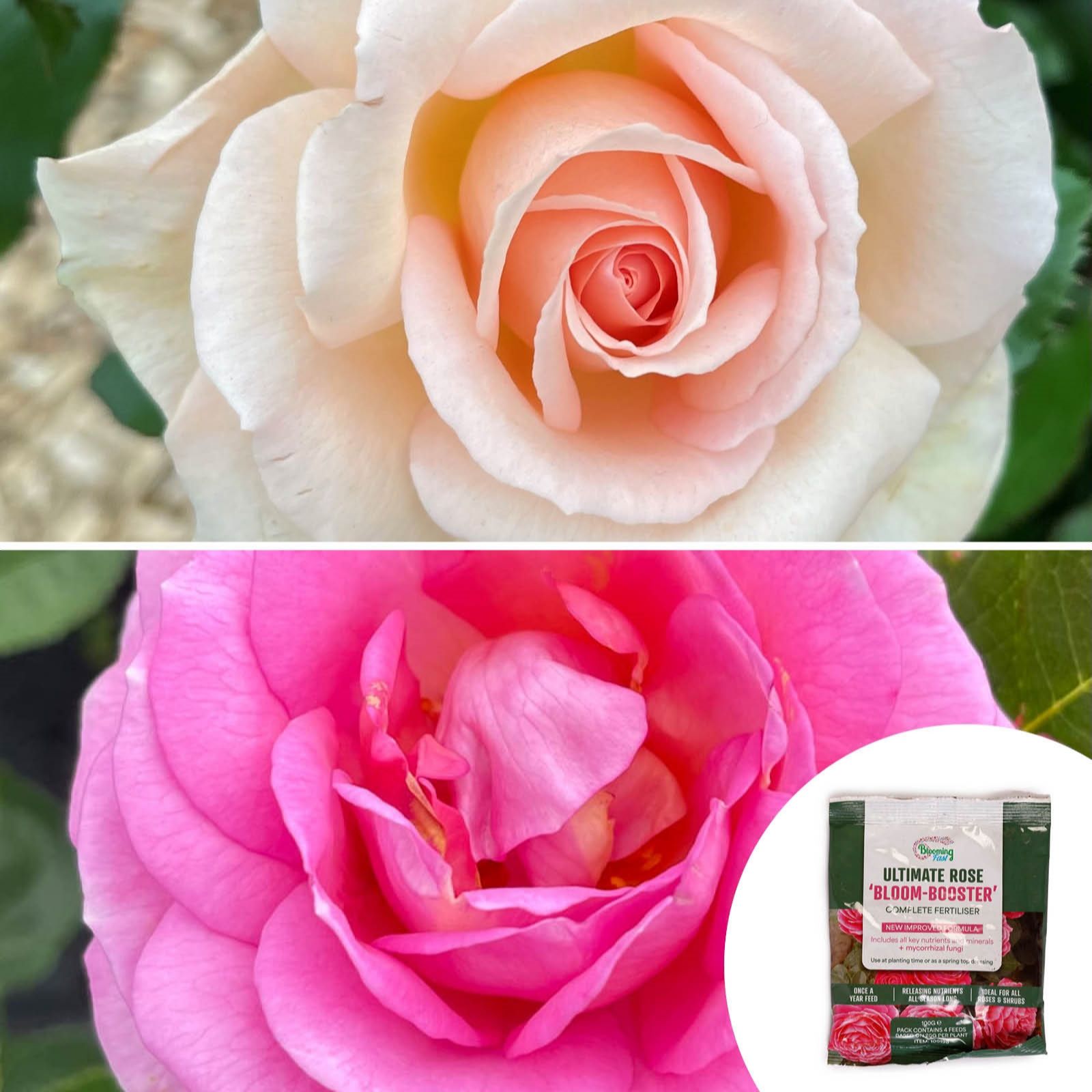 Harkness Roses Set of 2 Roses in 4.5Litre Pots with Rose Fertiliser