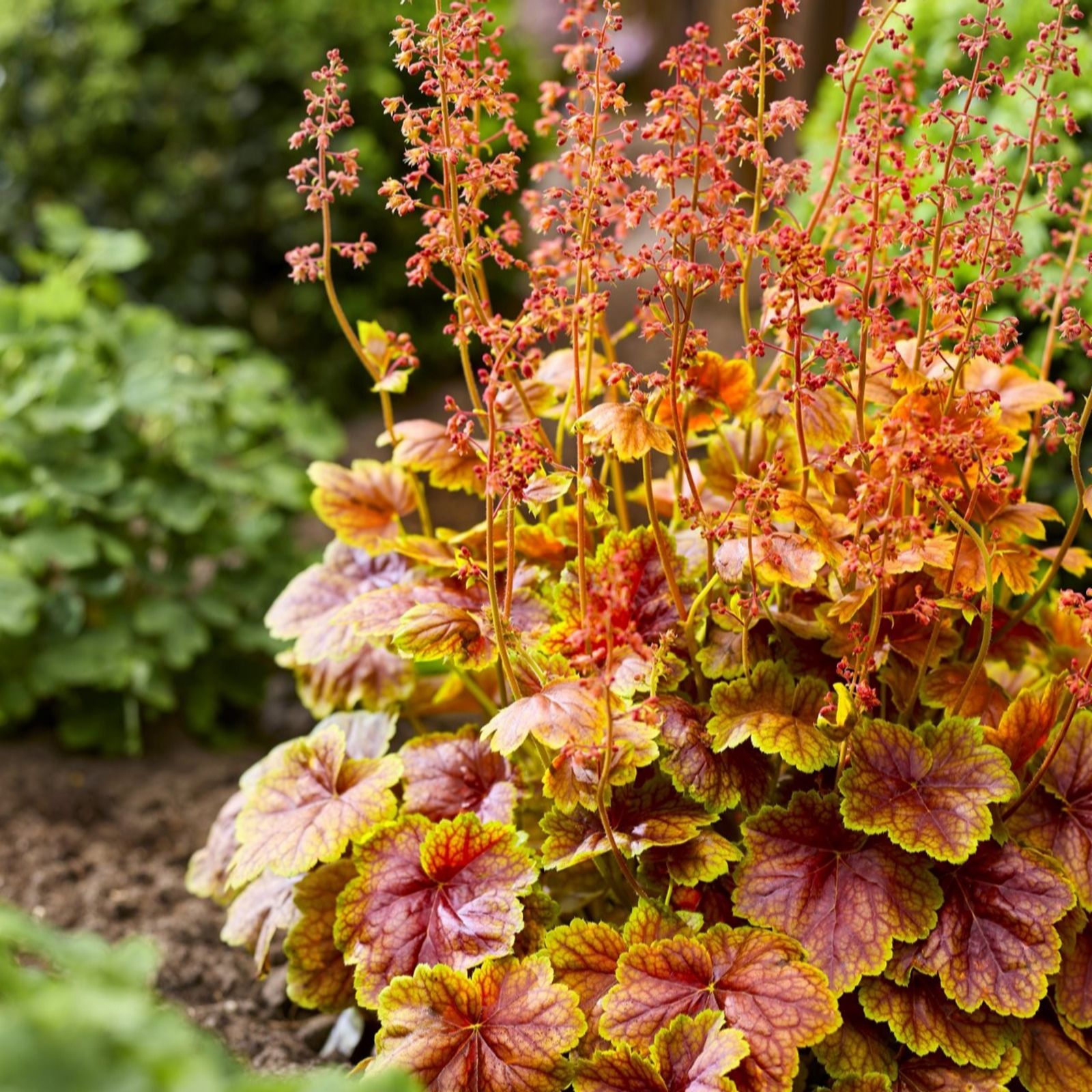 Thompson & Morgan Heuchera Eternal Flame 9cm Pot x3