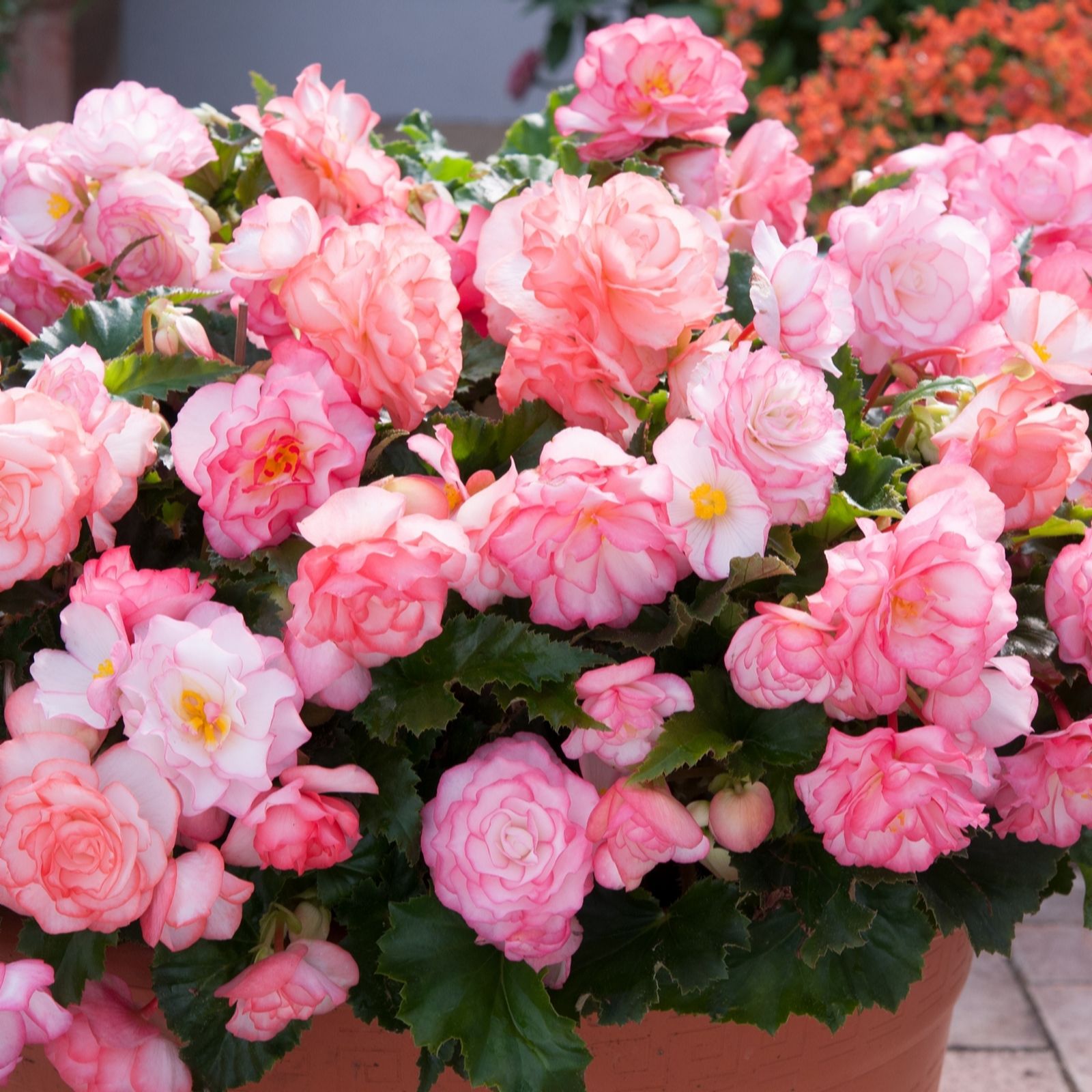 Plants2Gardens Begonia Pink Halo 3x10.5cm Pots