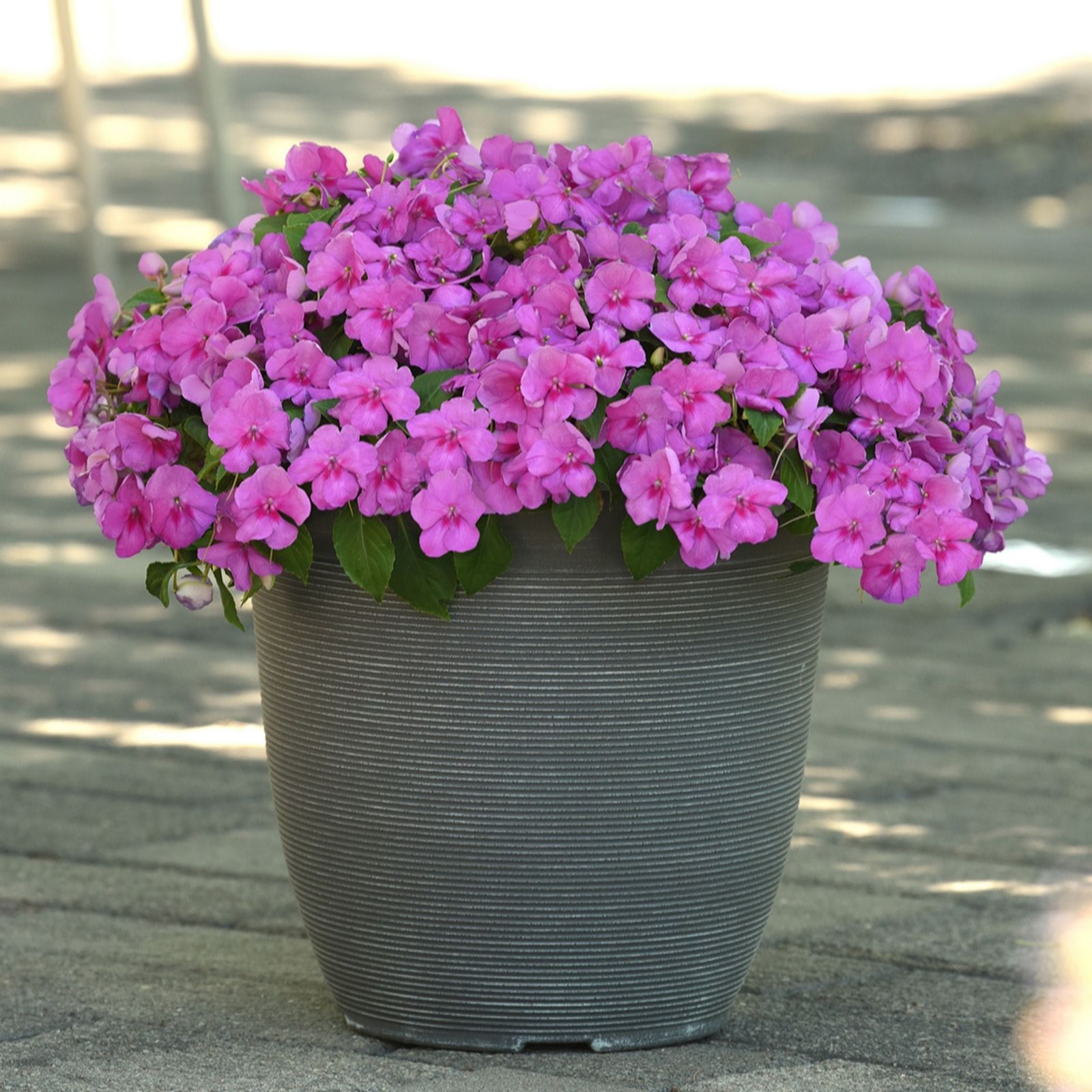 Richard Jackson Impatiens Blue Pearl 5x 6cm Garden Ready Plants