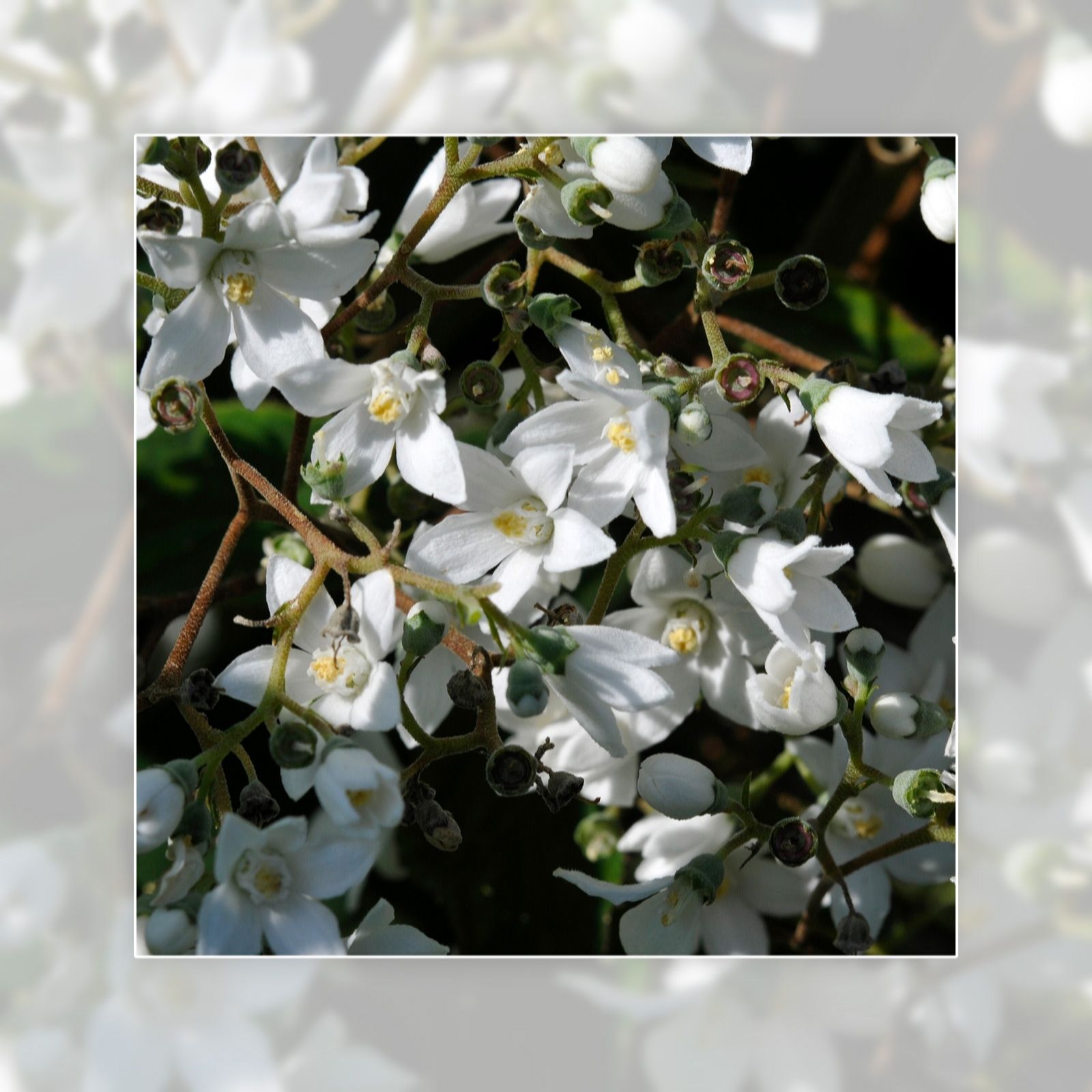 Richard Jackson Deutzia Kiftsgate 3l Pot