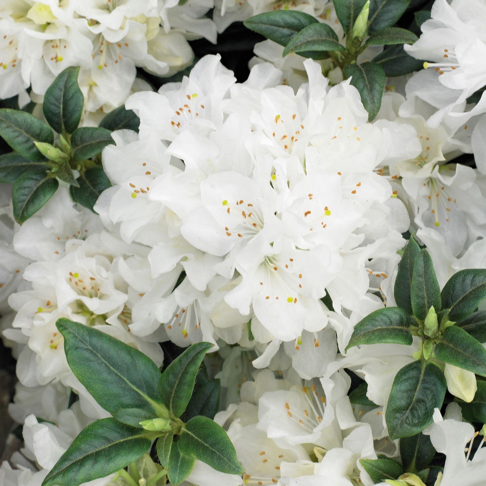 Plants2Gardens Rhododendron Dora Amateis 7.5ltr