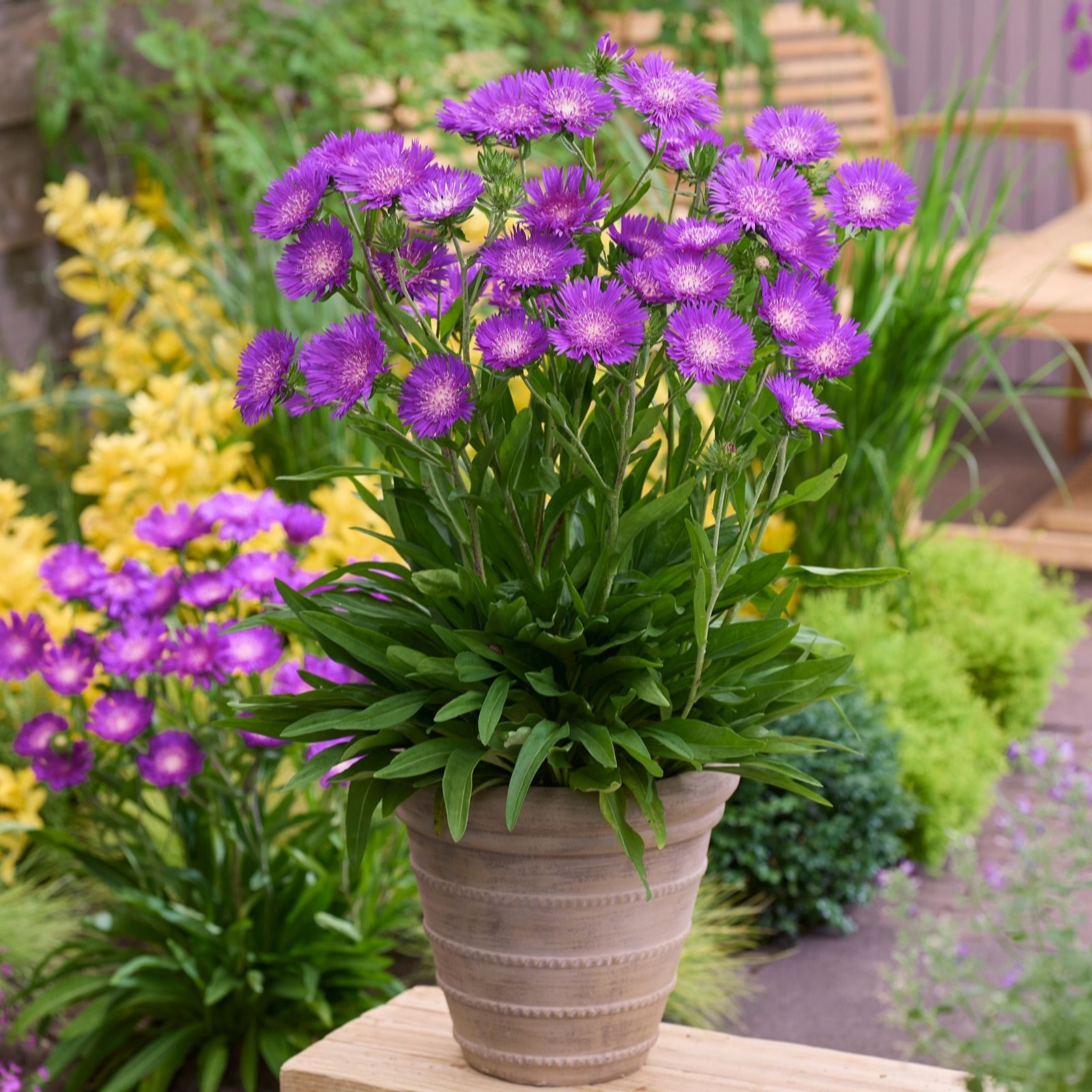 Richard Jackson Stokessia Amethyst 3x 9cm pot