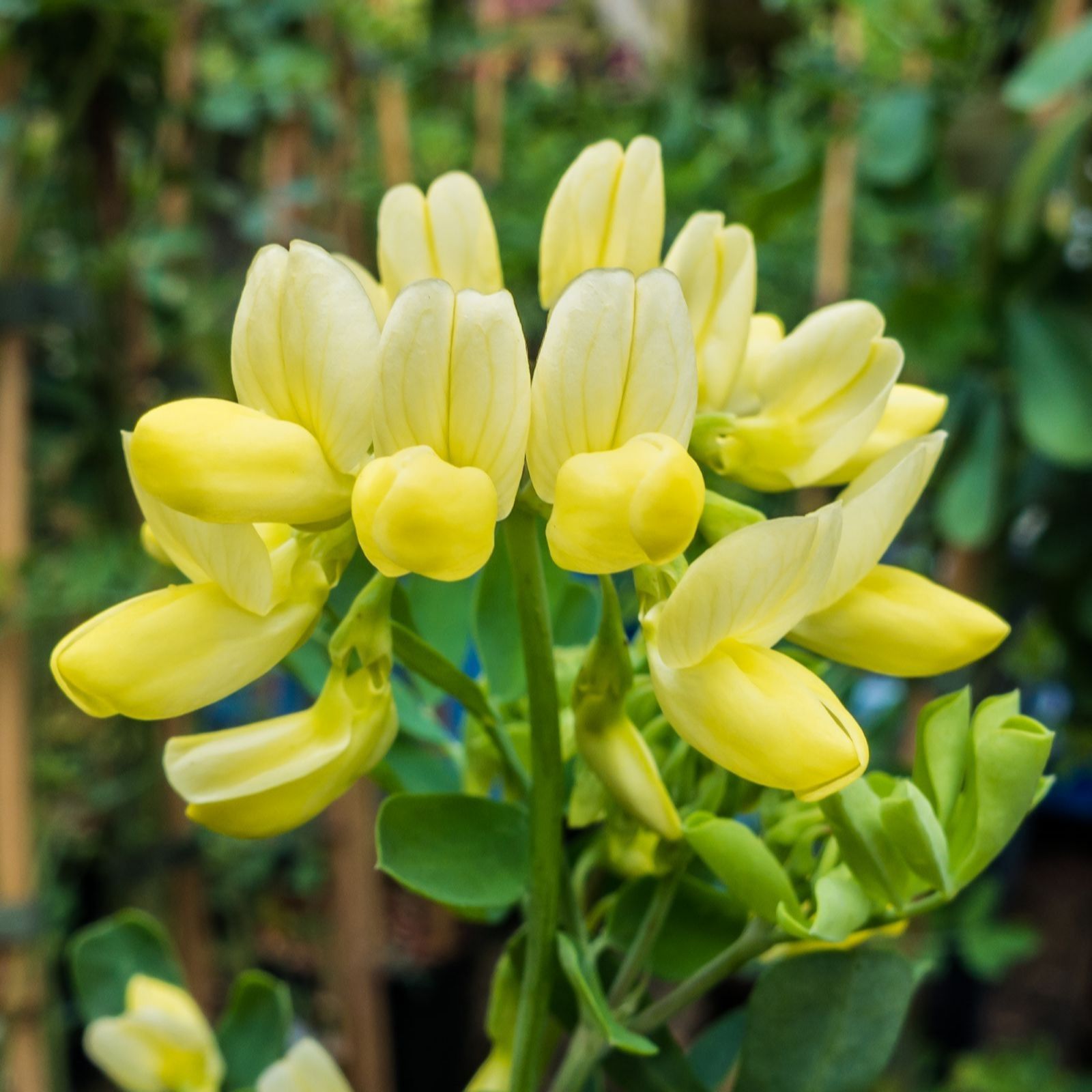 Thompson & Morgan Coronilla Citrina 9cm Pot x 2