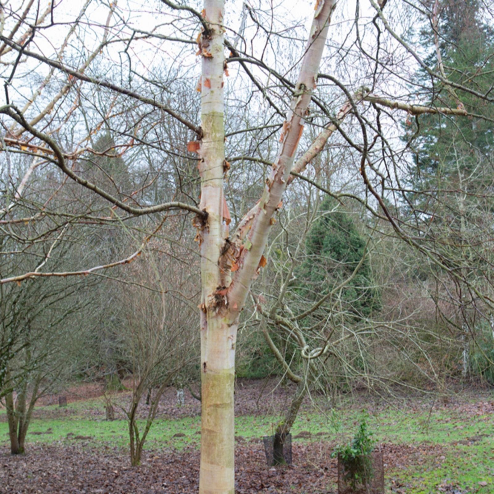 Frank P Matthews Betula Fascination in 12 Litre Container
