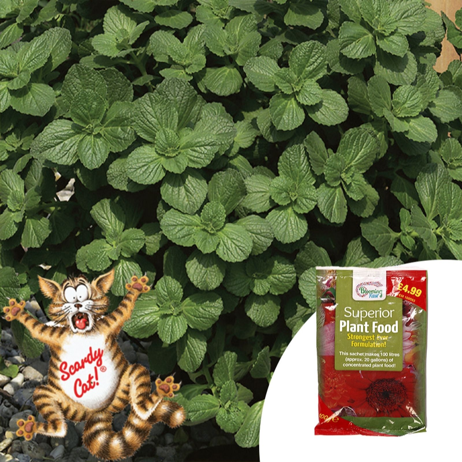 YouGarden Scaredy Cat (Coleus Canina) Plug Plants x12 & 100g Fertiliser