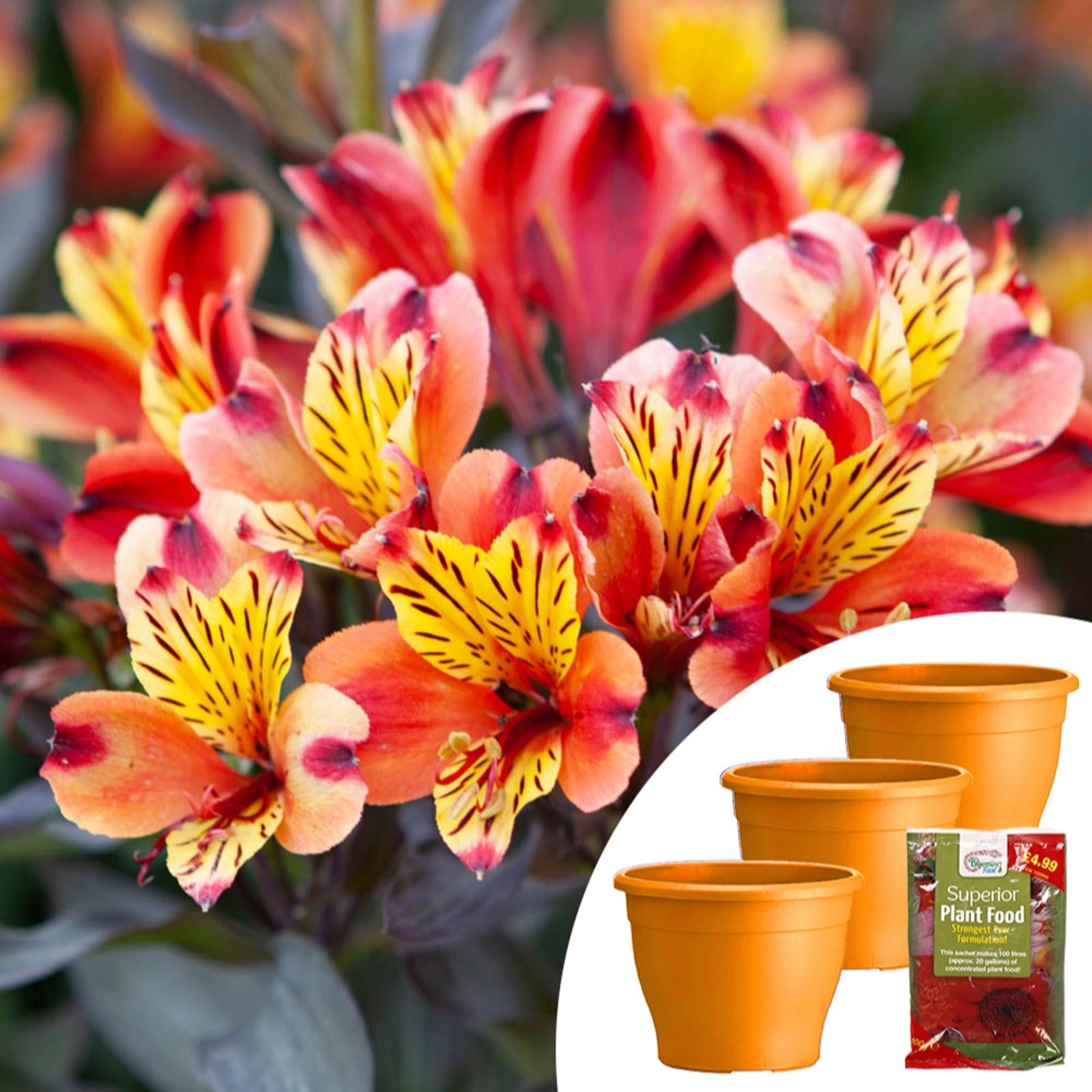 Alstroemeria Indian Summer Jumbo Plugs Planters &100g Fertiliser