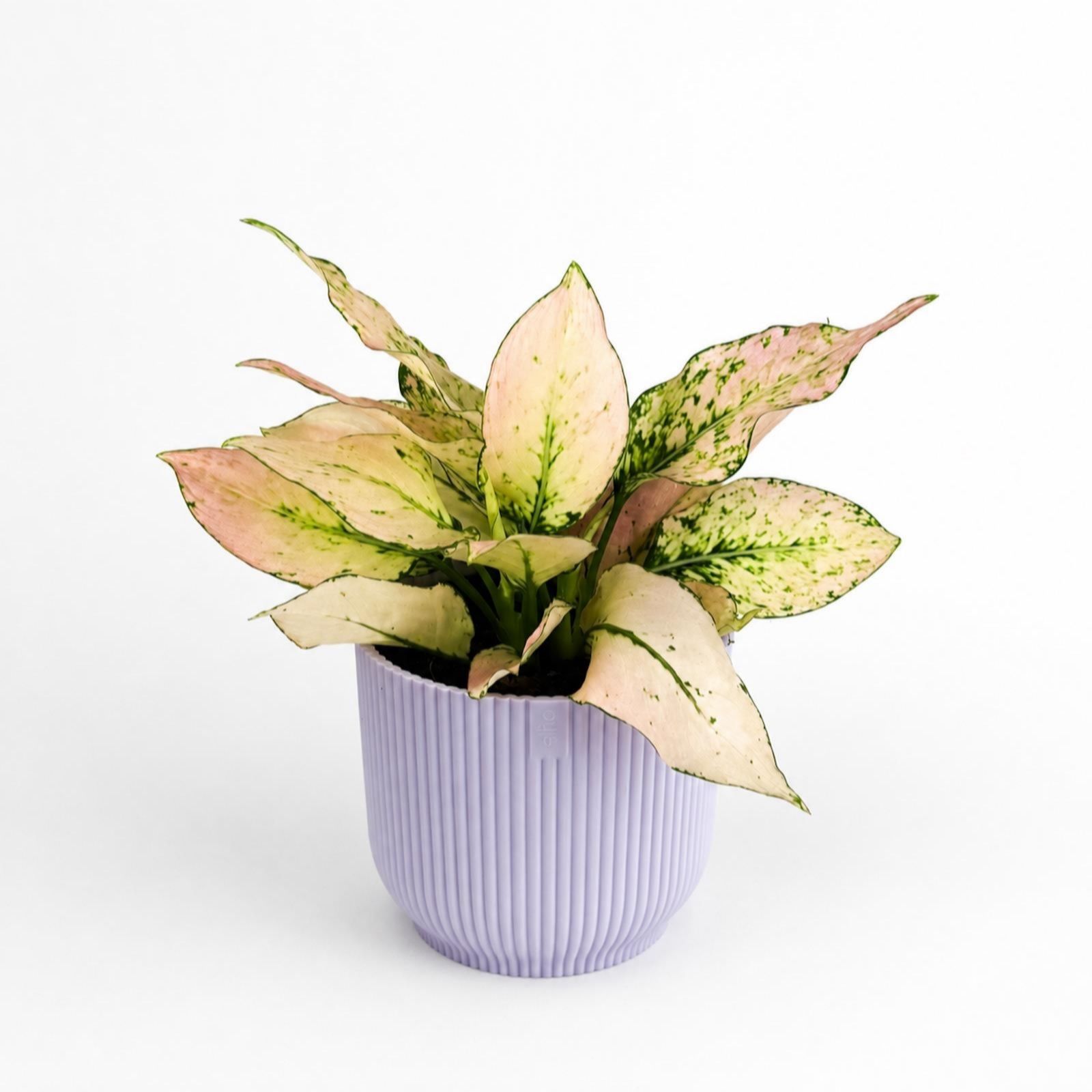 Oh So Floral Aglaonema Rosy 12cm Houseplant with Lilac Pot