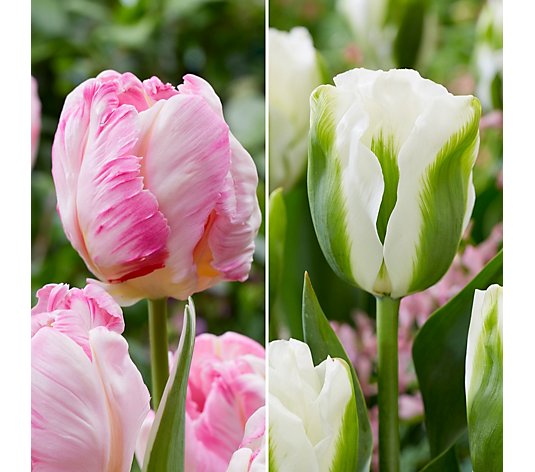 Richard Jackson's Breathtaking Tulips Collection 10x 12+ Bulbs