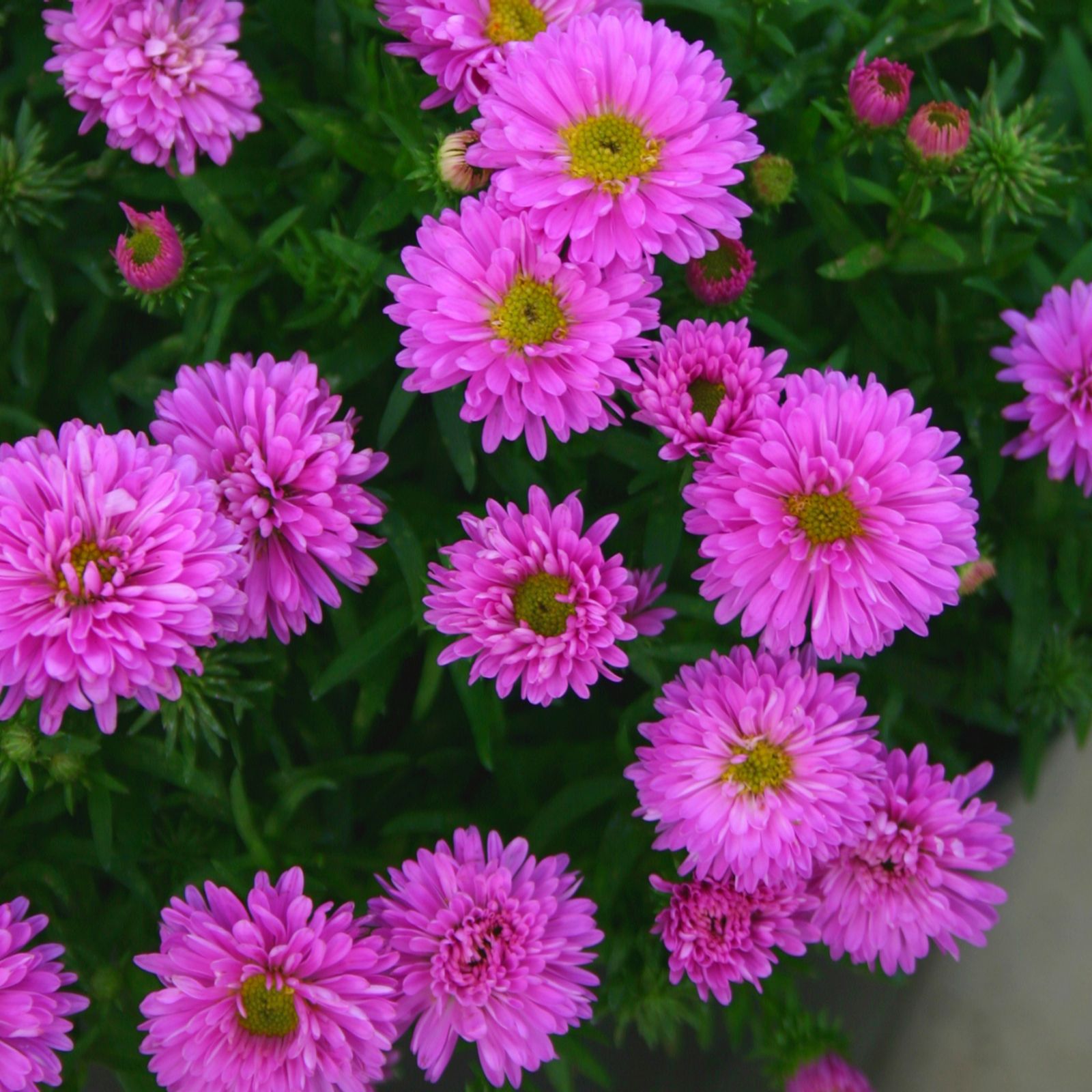 Precious Plants Aster Jewels Collection 5x 4.8cm Young Plants - QVC UK