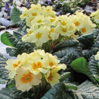Richard Jackson Primrose Everlast in 5 x 6cm Pots