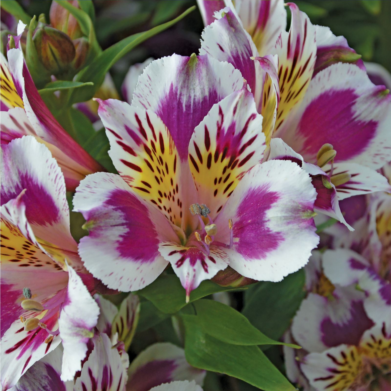 de Jager Amazing Alstroemeria x 5 - QVC UK