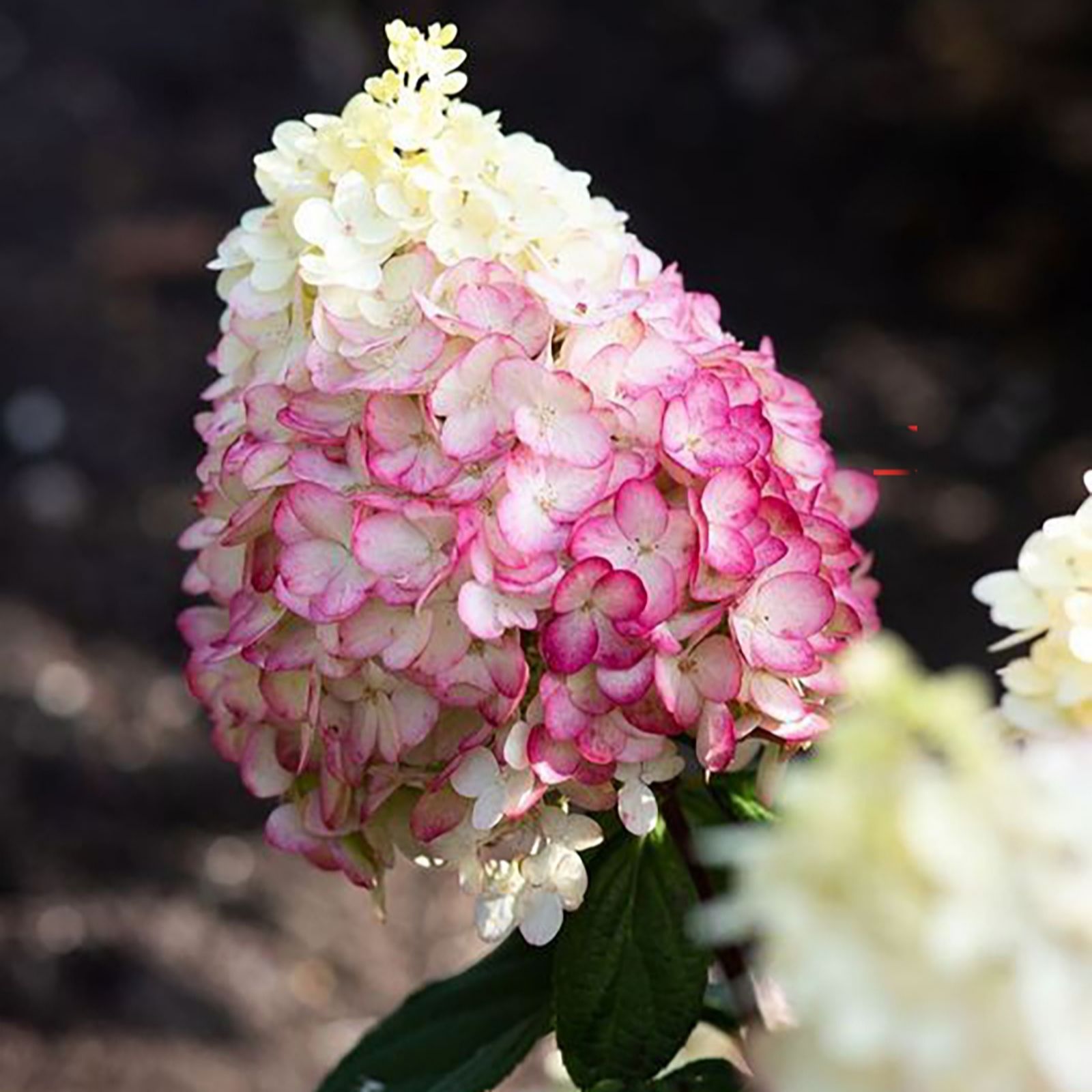 Thompson & Morgan Hydrangea Living Colourful Cocktail 1 Litre Pot