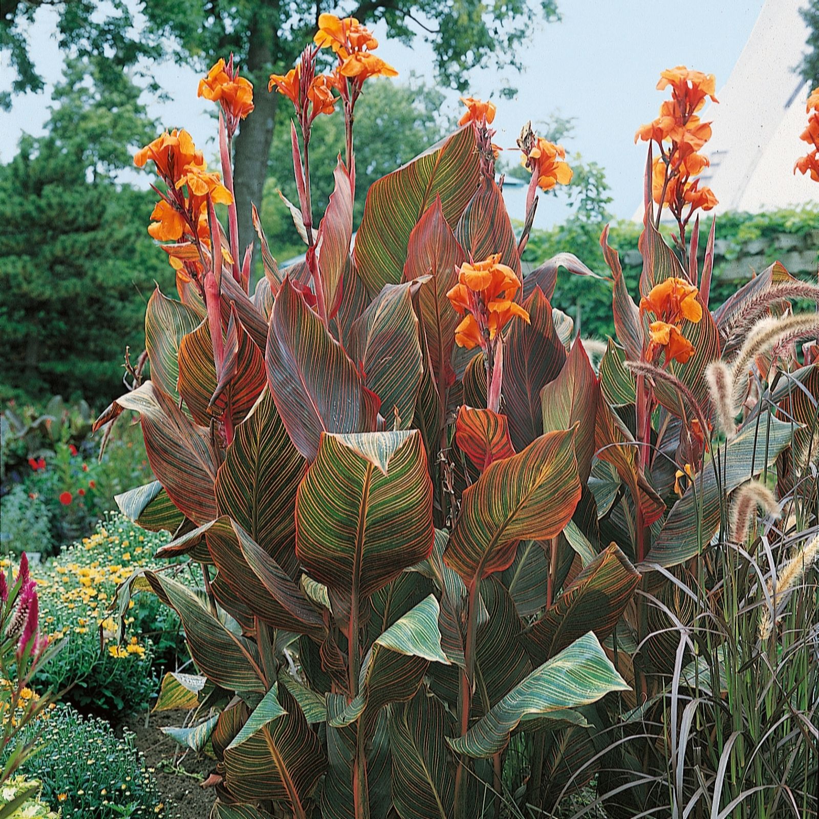 Plants2Gardens Canna Durbon Tropicanna 3ltr