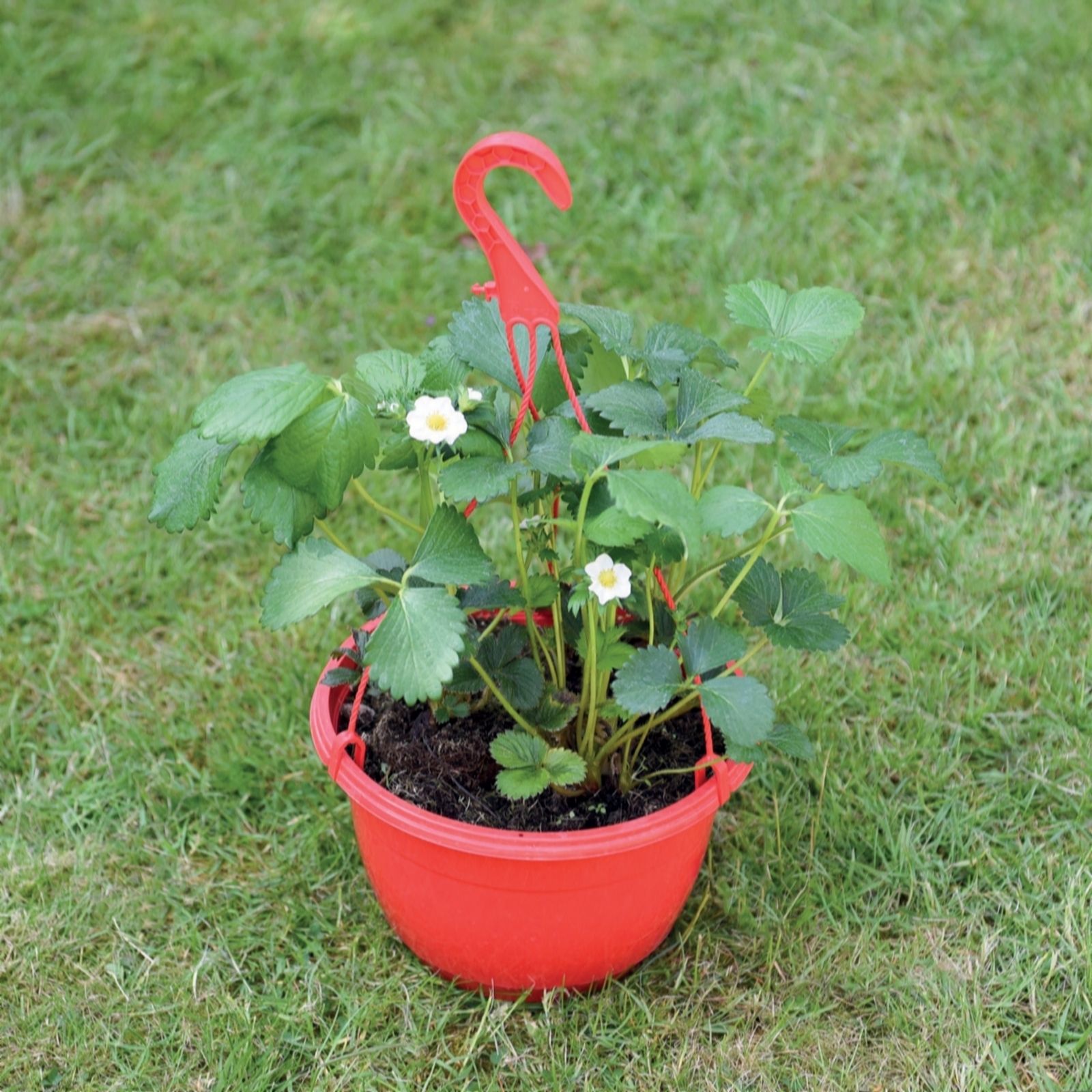Thompson & Morgan Strawberry 25cm Preplanted Hanging Basket x1